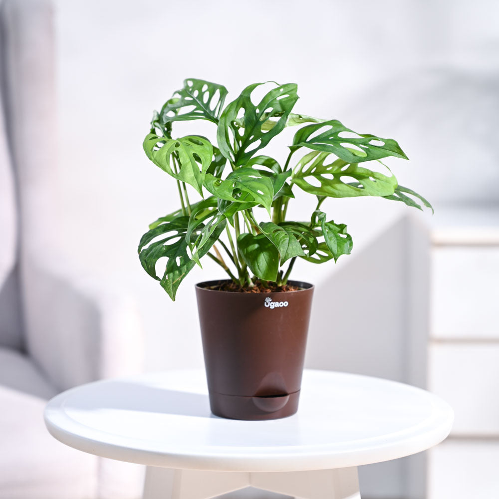 Ugaoo Broken Heart Plant - view 27