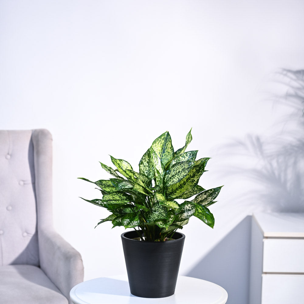 Ugaoo Aglaonema Snow White Plant - view 41