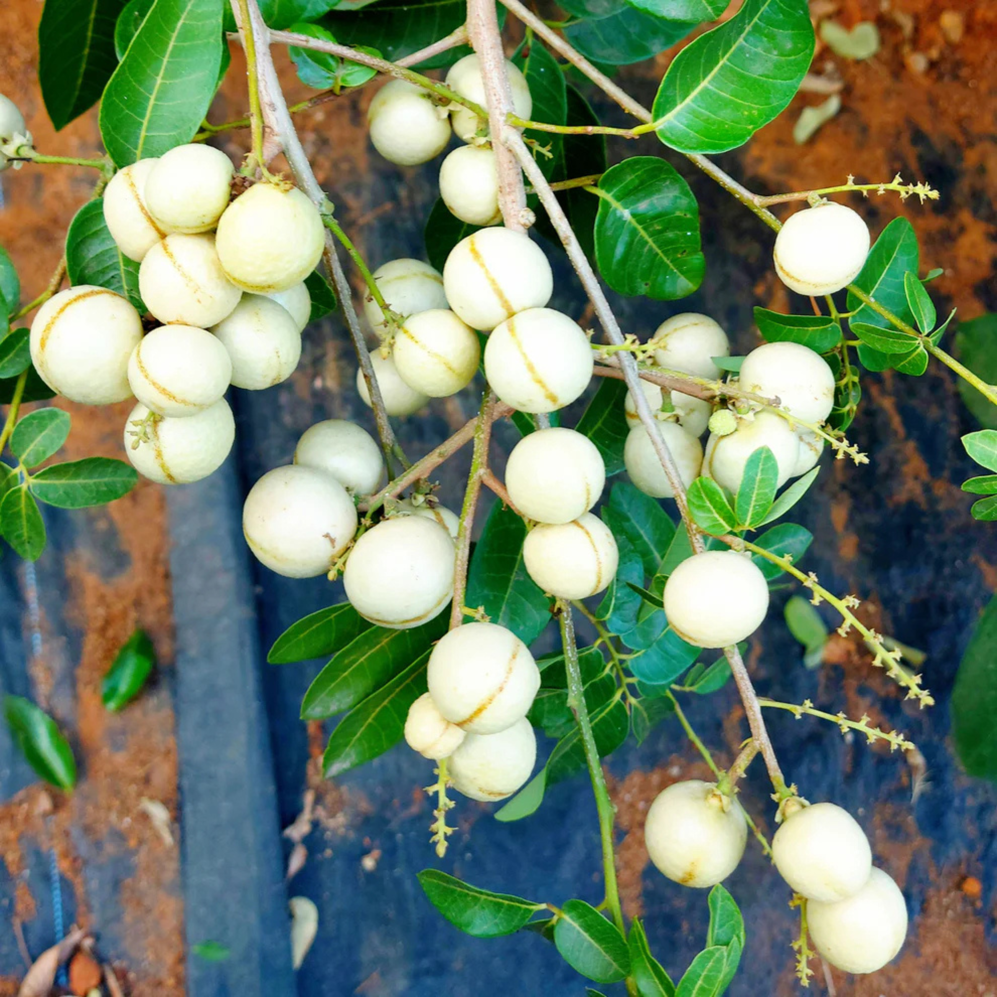 Longan live plant – VL White Longan (Dimocarpus longan) Live Plant