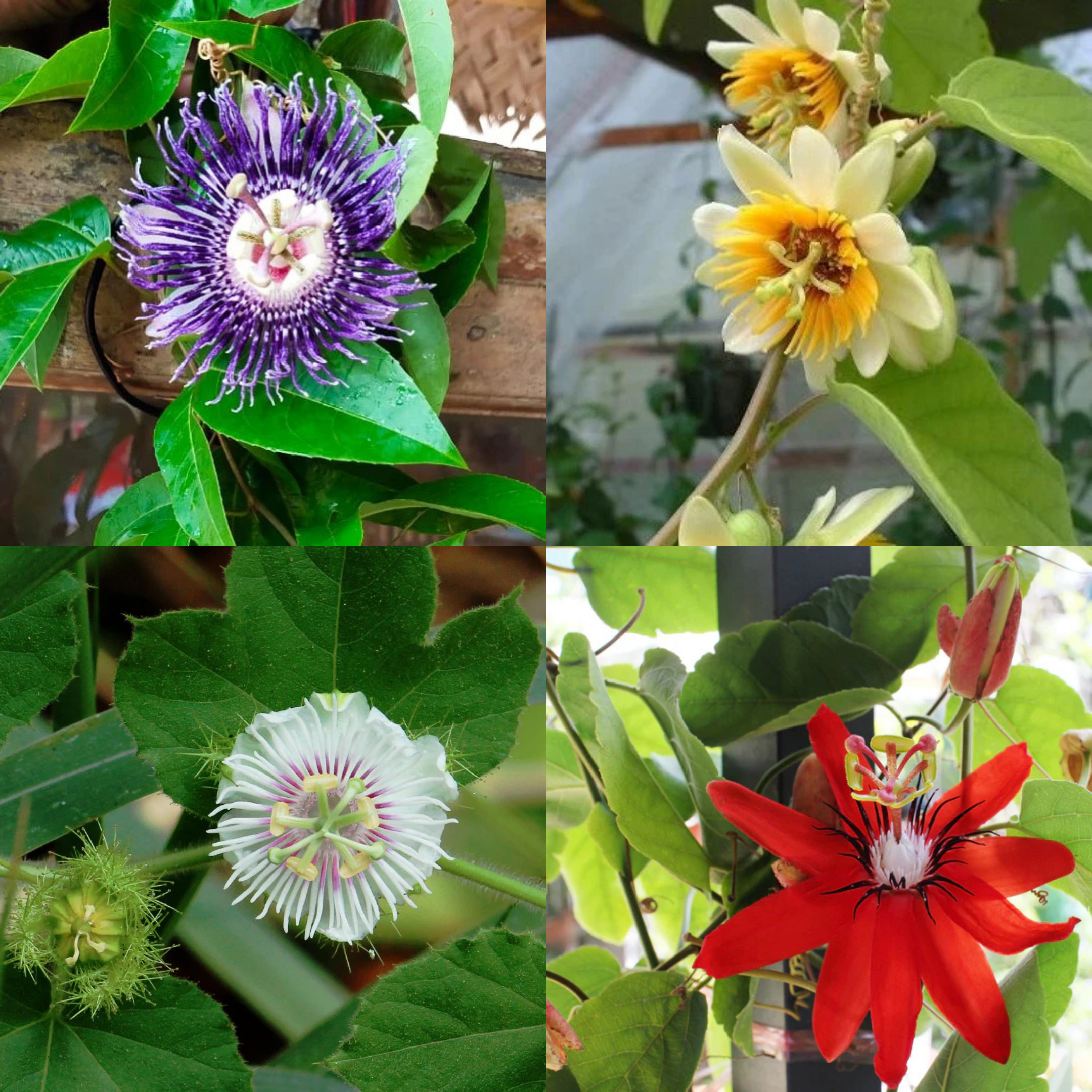 MR Krishna Kamal Flowering Plants Combo