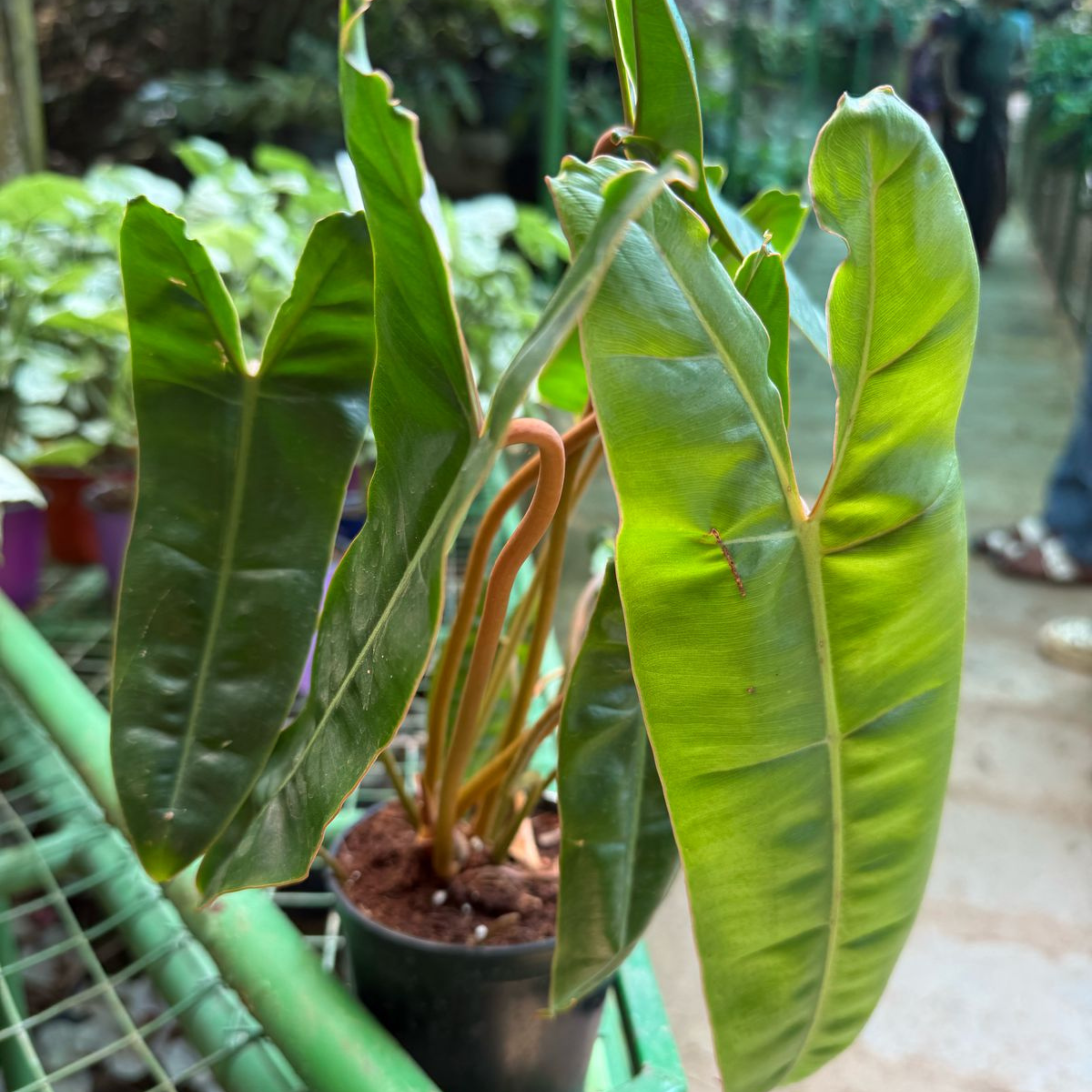 MR Philodendron Billietiae Indoor / Outdoor Live Plant - view 2