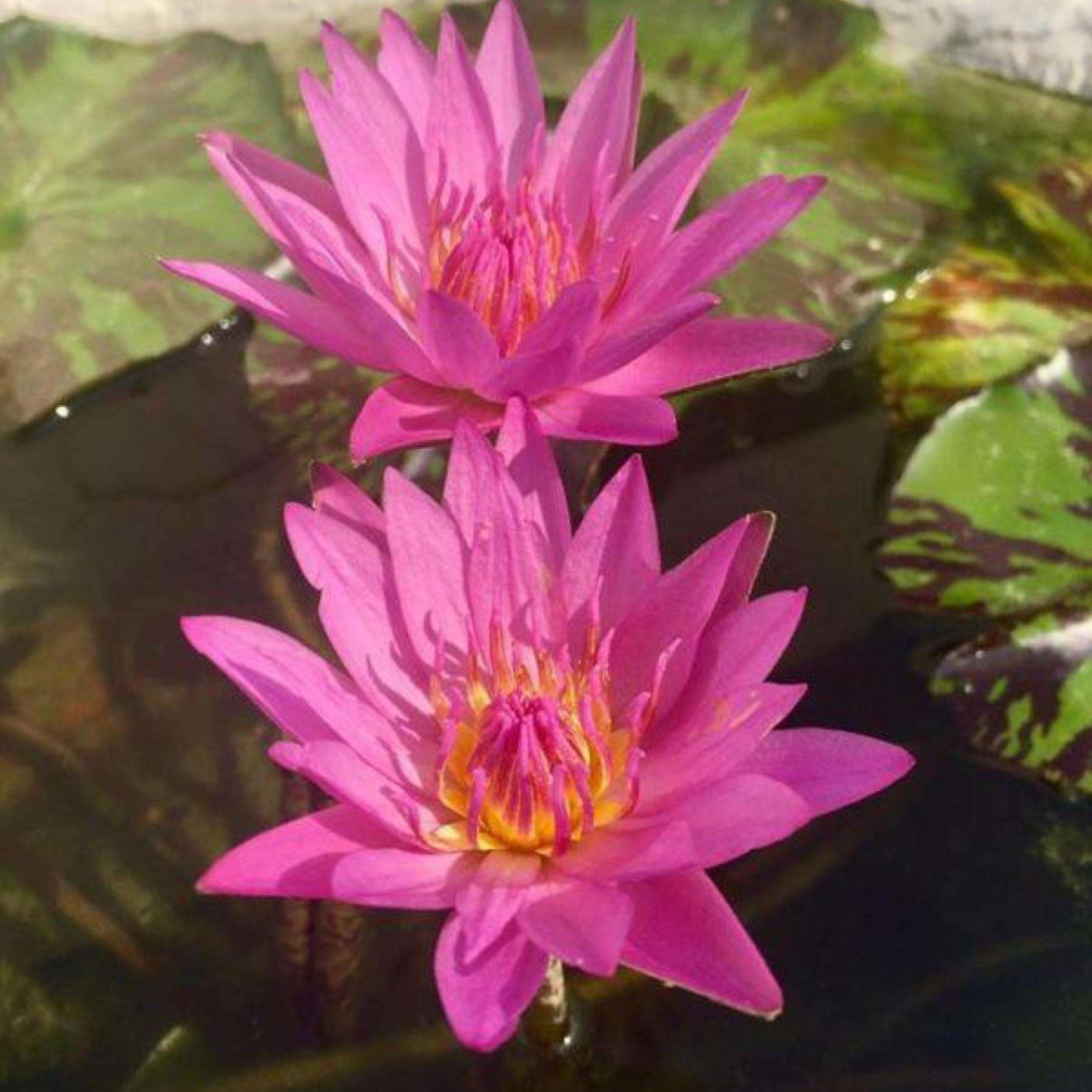 DZ Nymphaea Queen Of Siam