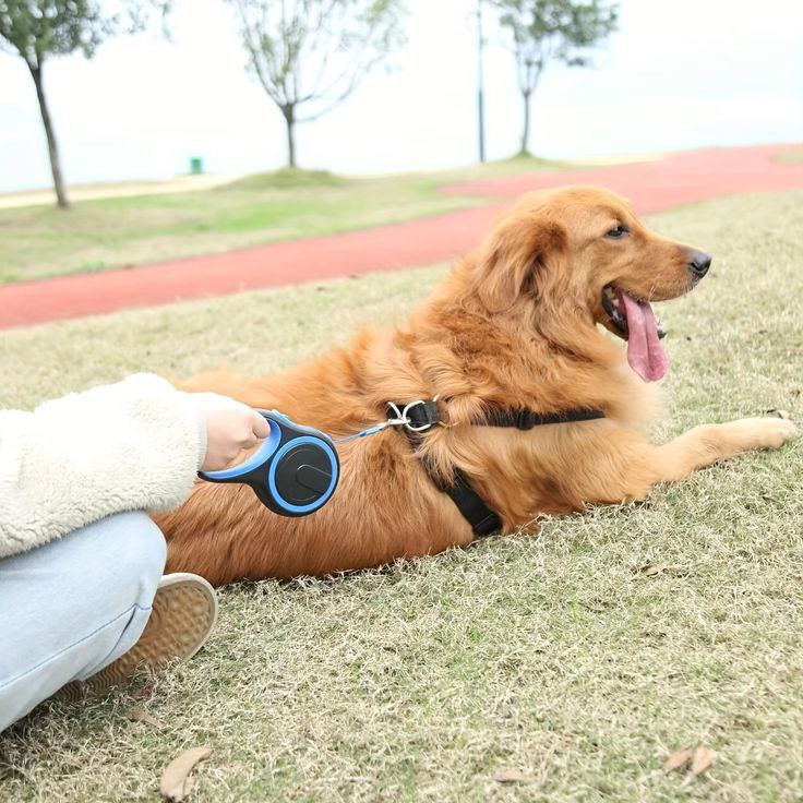 Catterton Big Adjustable Dog Leash - view 5