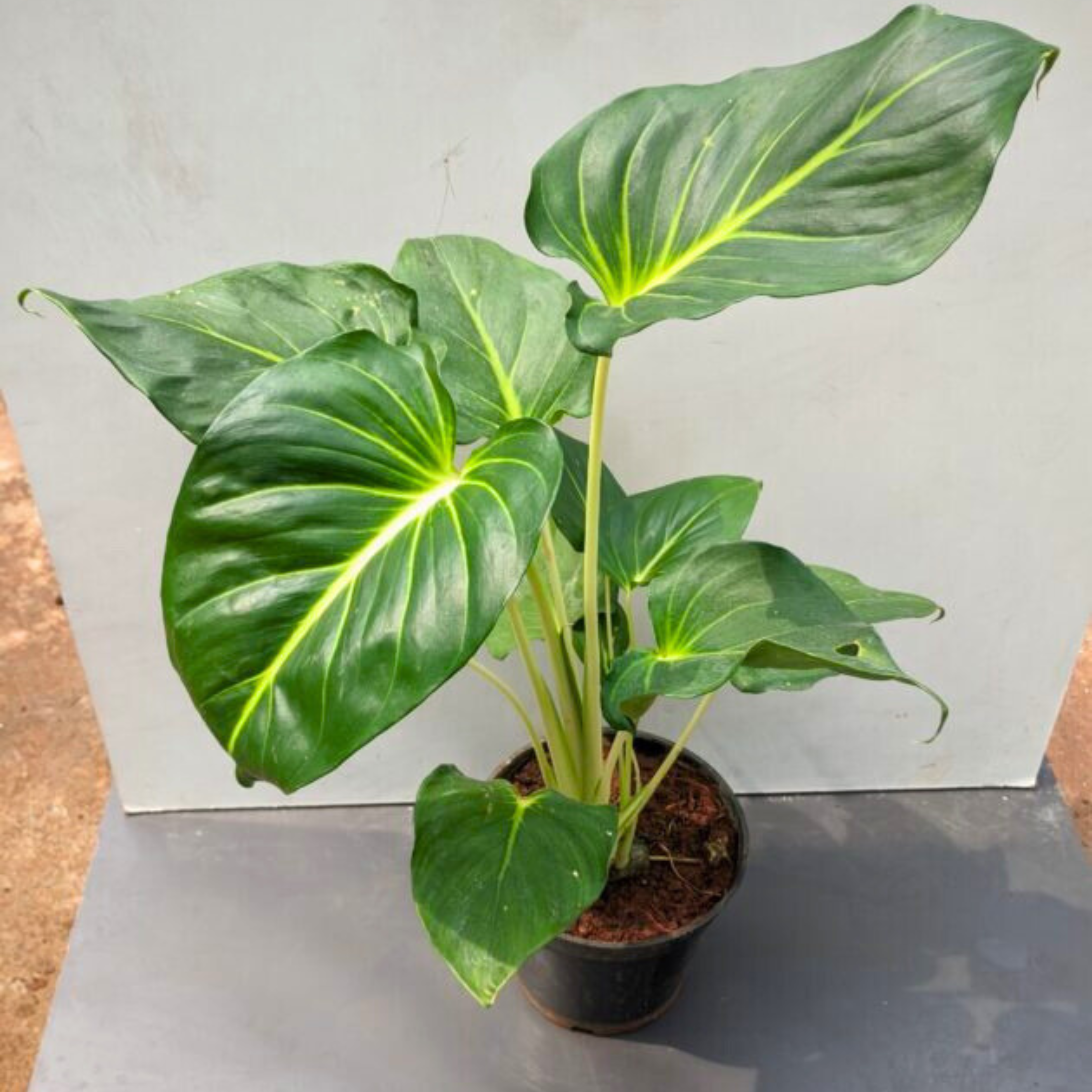 MR Philodendron Homalomena Indoor / Outdoor Live Plant
