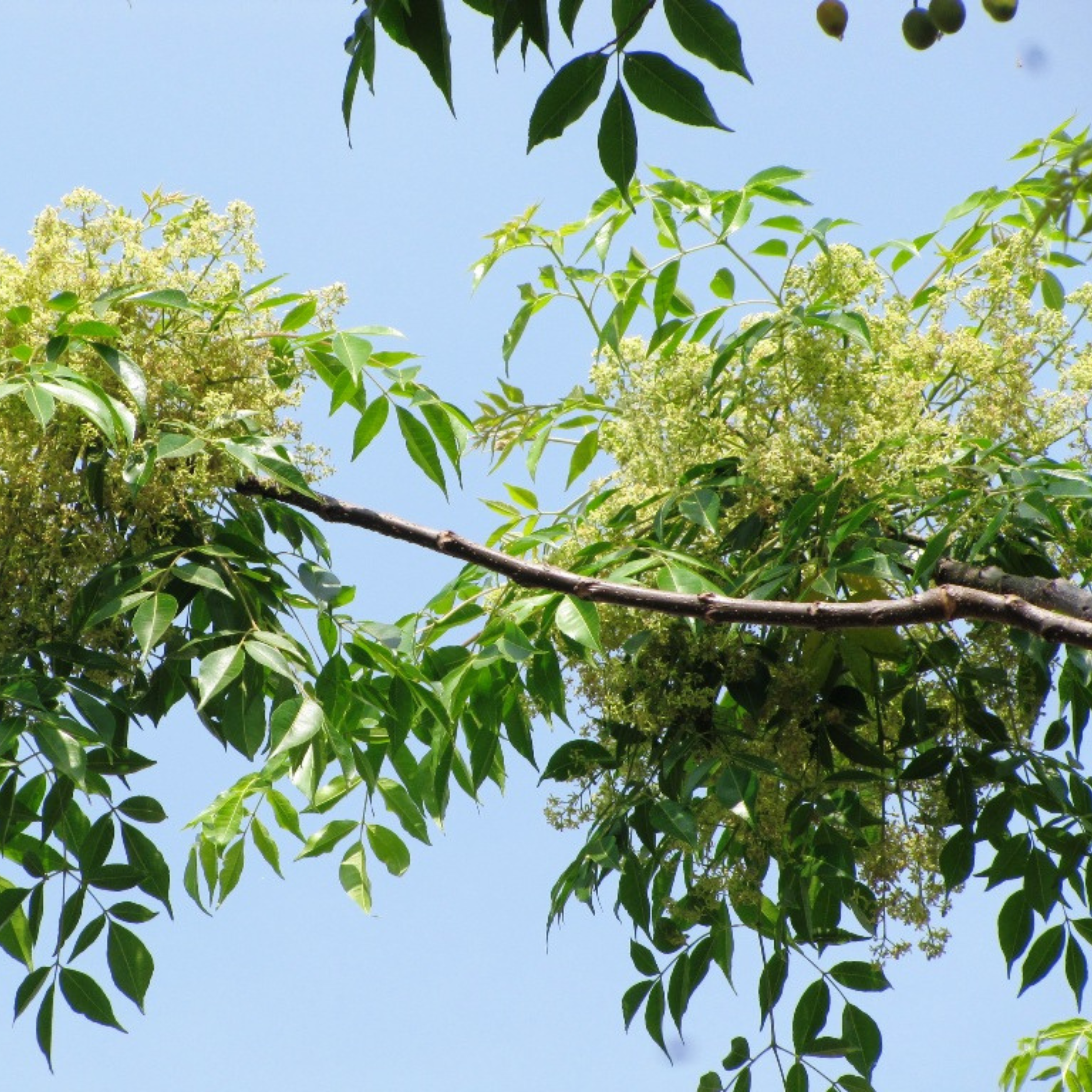 MR Malabar Neem (Melia dubia) Live Plant - view 2