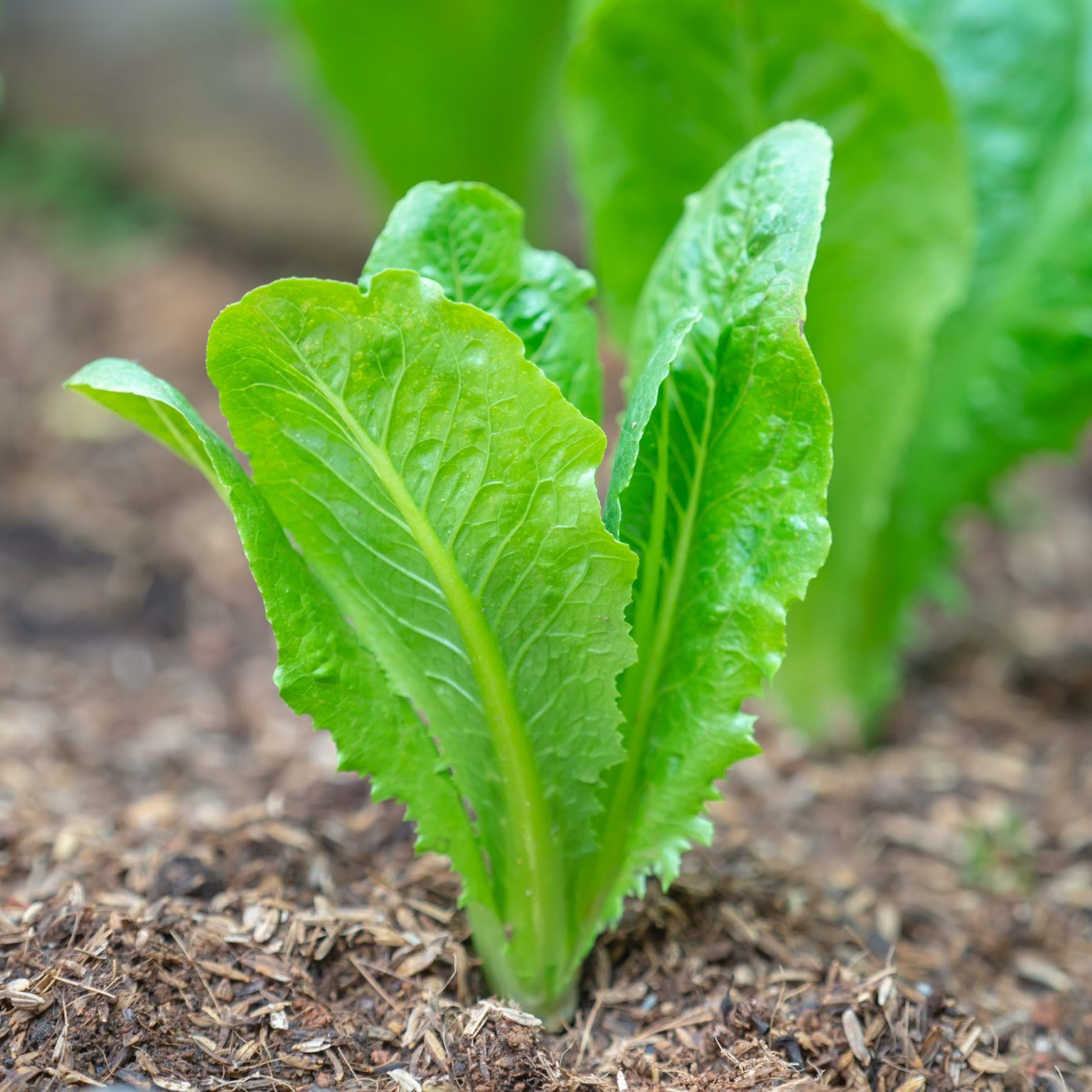 Seed2Plant Organic Romaine Lettuce Seeds - Open Pollinated