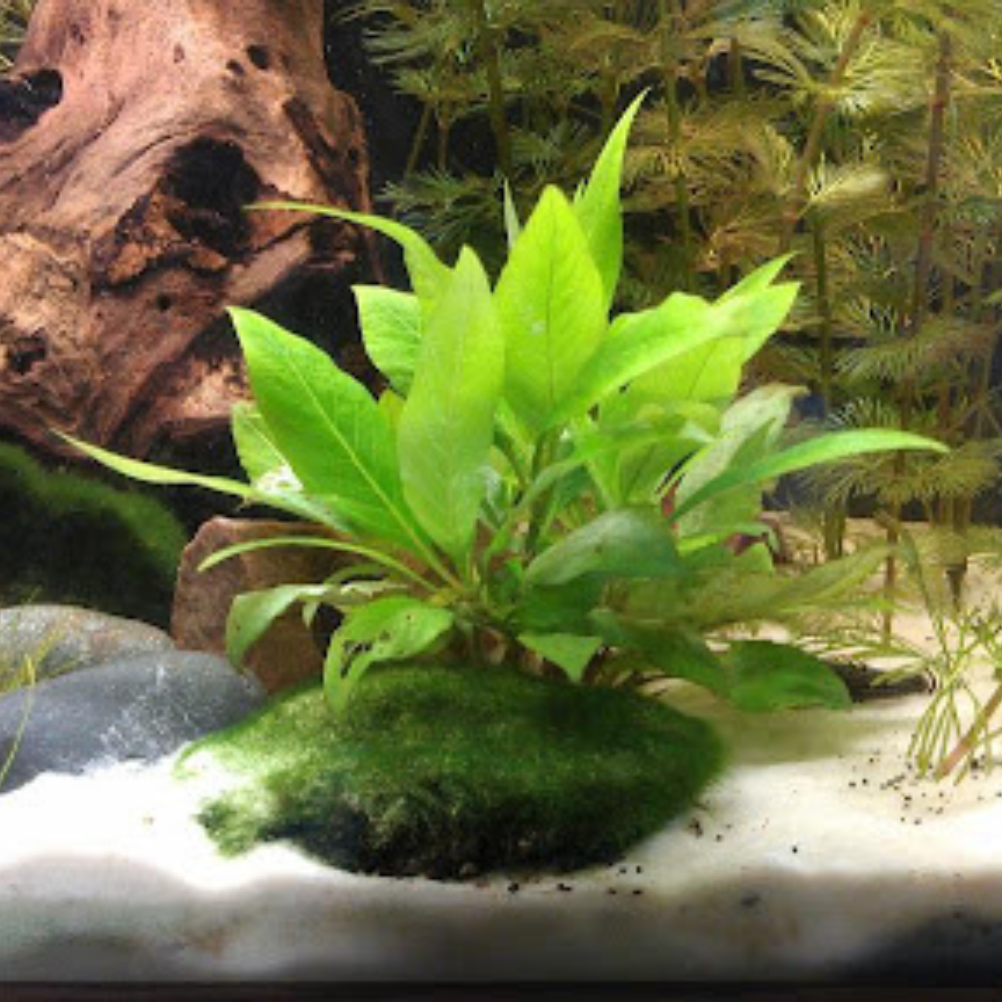 MRWP Hygrophila Corymbosa Compacta Aquarium Live Plant