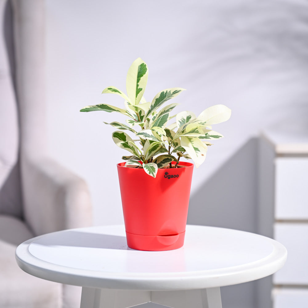 Ugaoo Ficus Prestige Plant - view 83