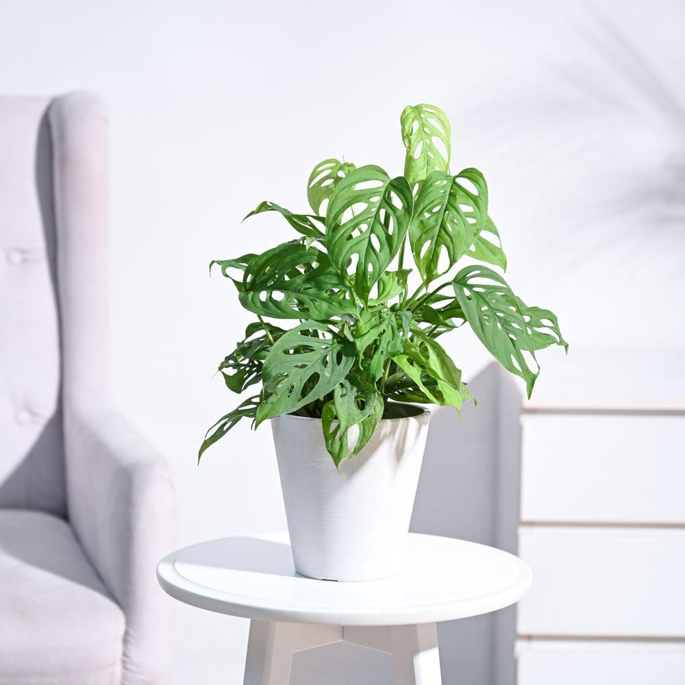 Ugaoo Broken Heart Plant - view 124
