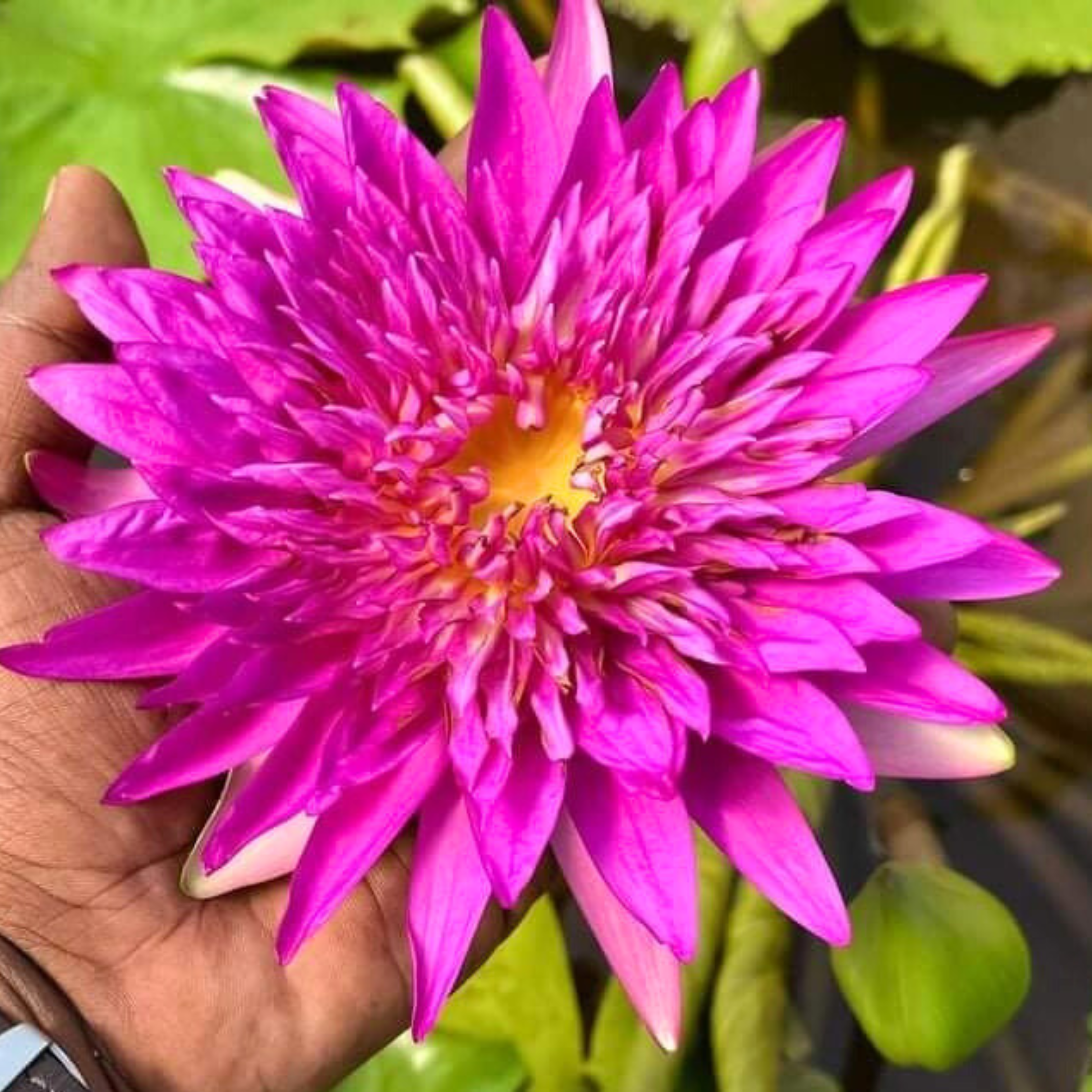 DZ Nymphaea Taweekan - view 3