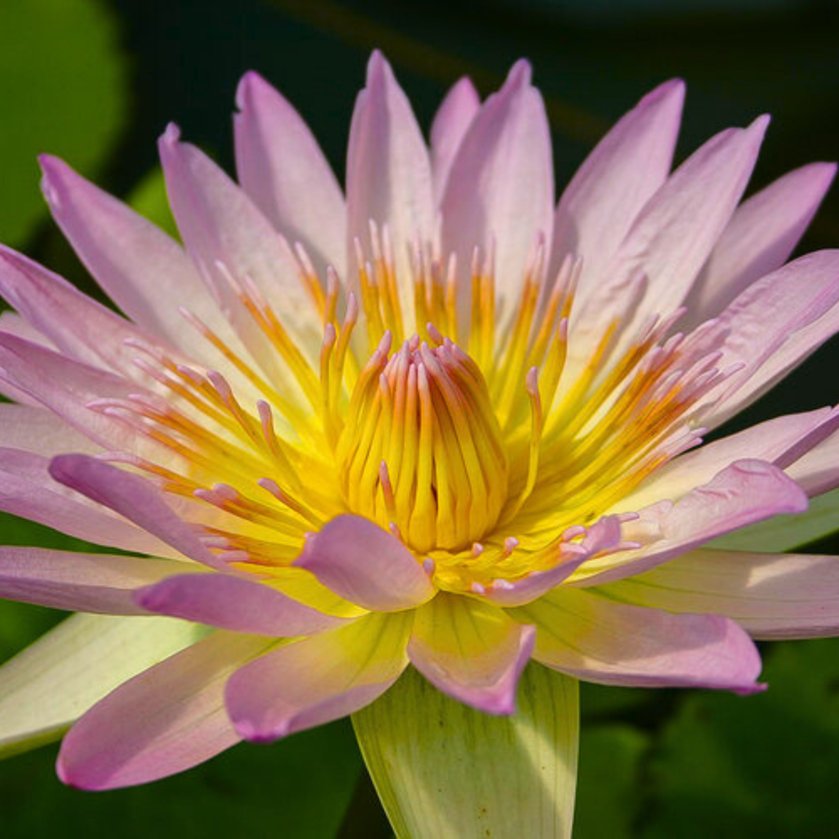 DZ Nymphaea Peach Blow