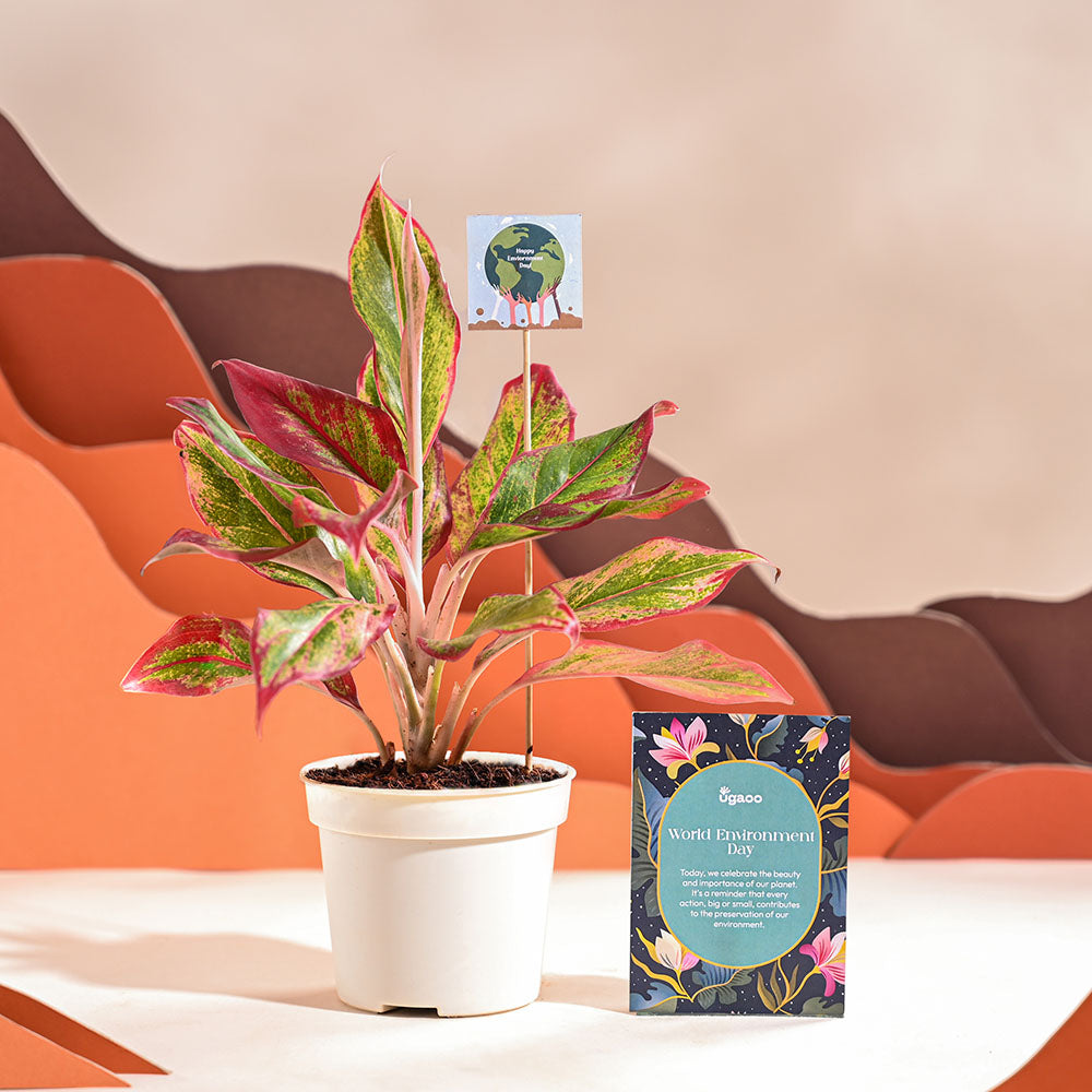 Ugaoo Aglaonema Red Plant For Environment Day Gifting - view 50
