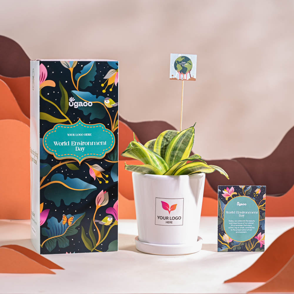 Ugaoo Snake Plant - Golden For Environment Day Gifting