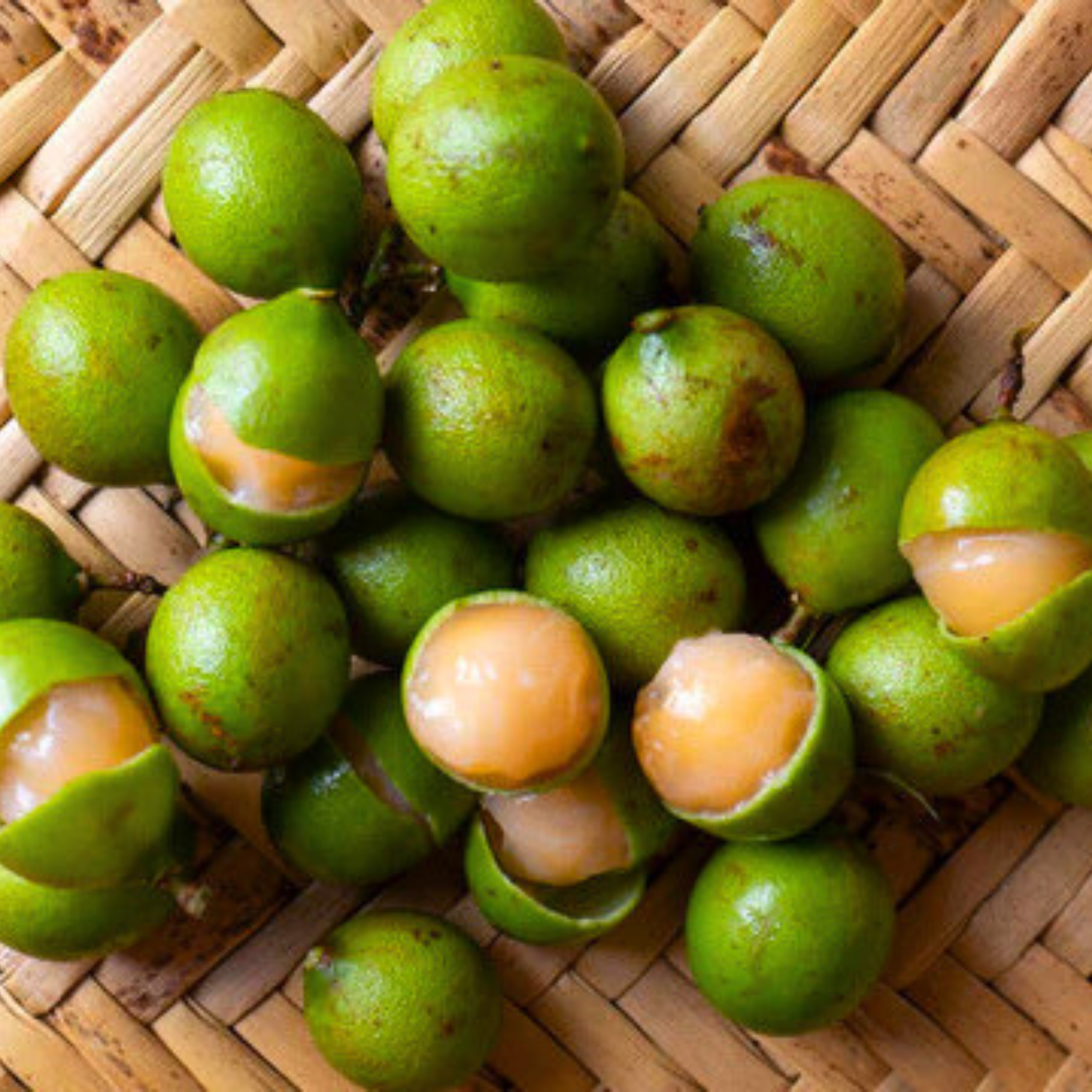 VL Guayas (Talisia Oliviformis) Fruit Live Plant