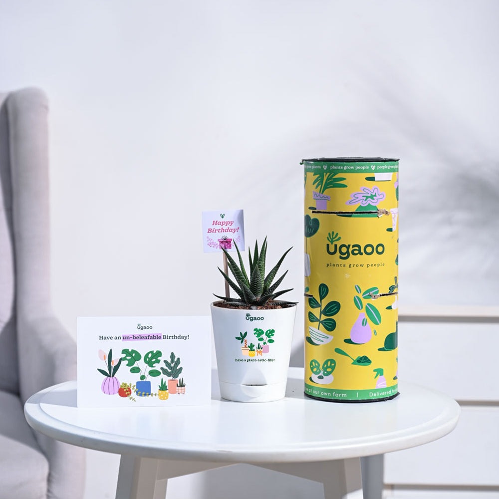 Ugaoo Zebra Haworthia Birthday Gift Hamper - view 2