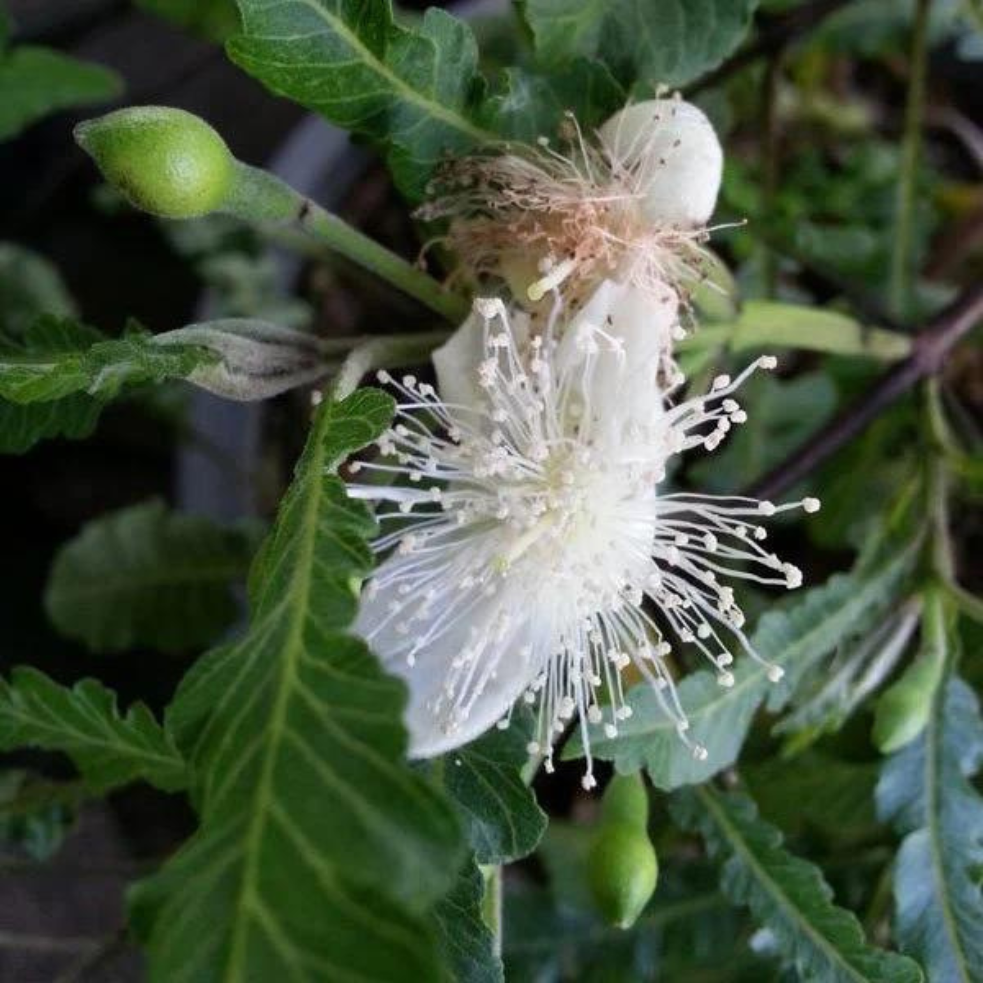 MR Spring Guava (Psidium guajava) Fruit Live Plant