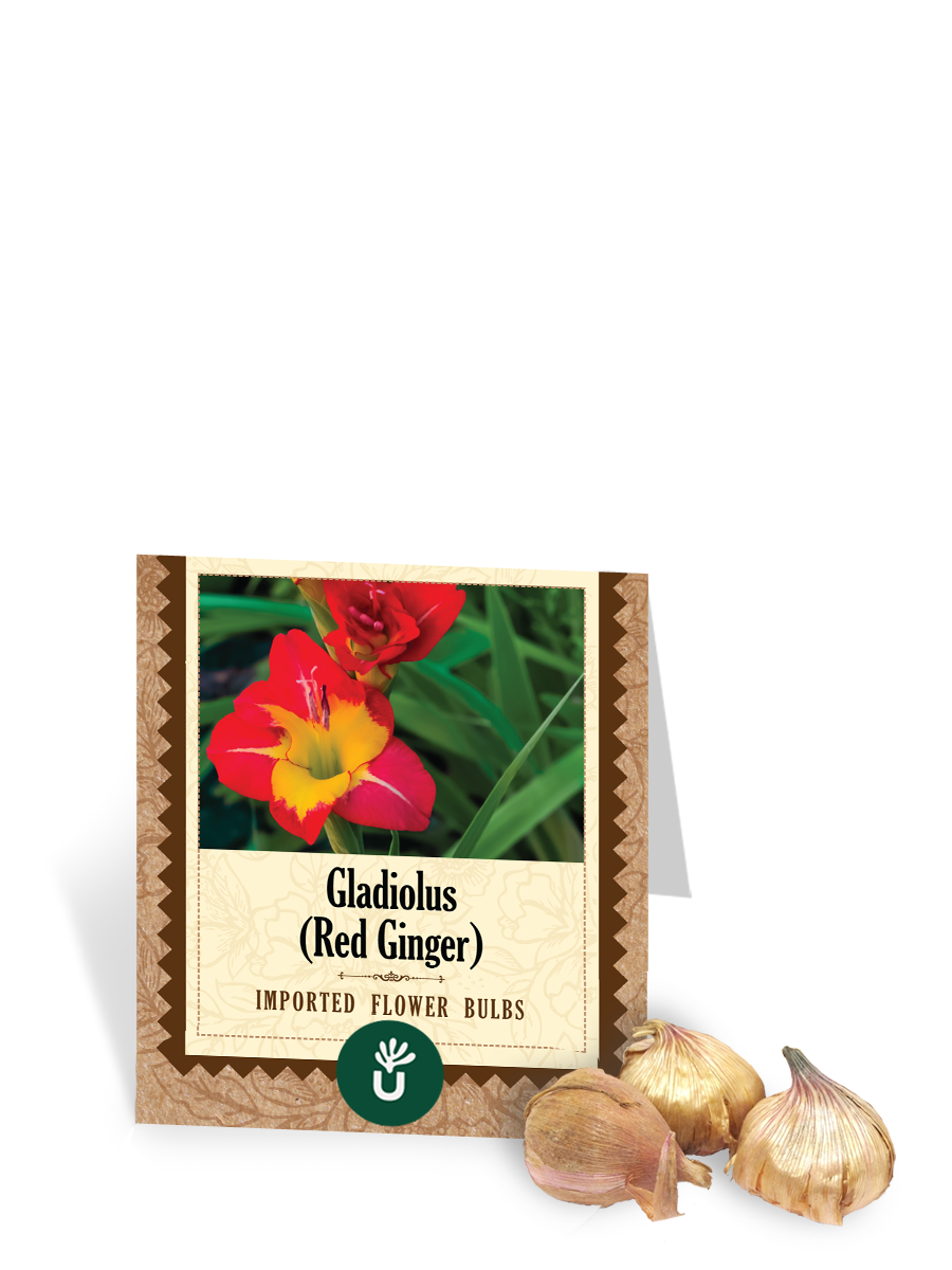 Ugaoo Red Ginger Gladiolus Bulbs