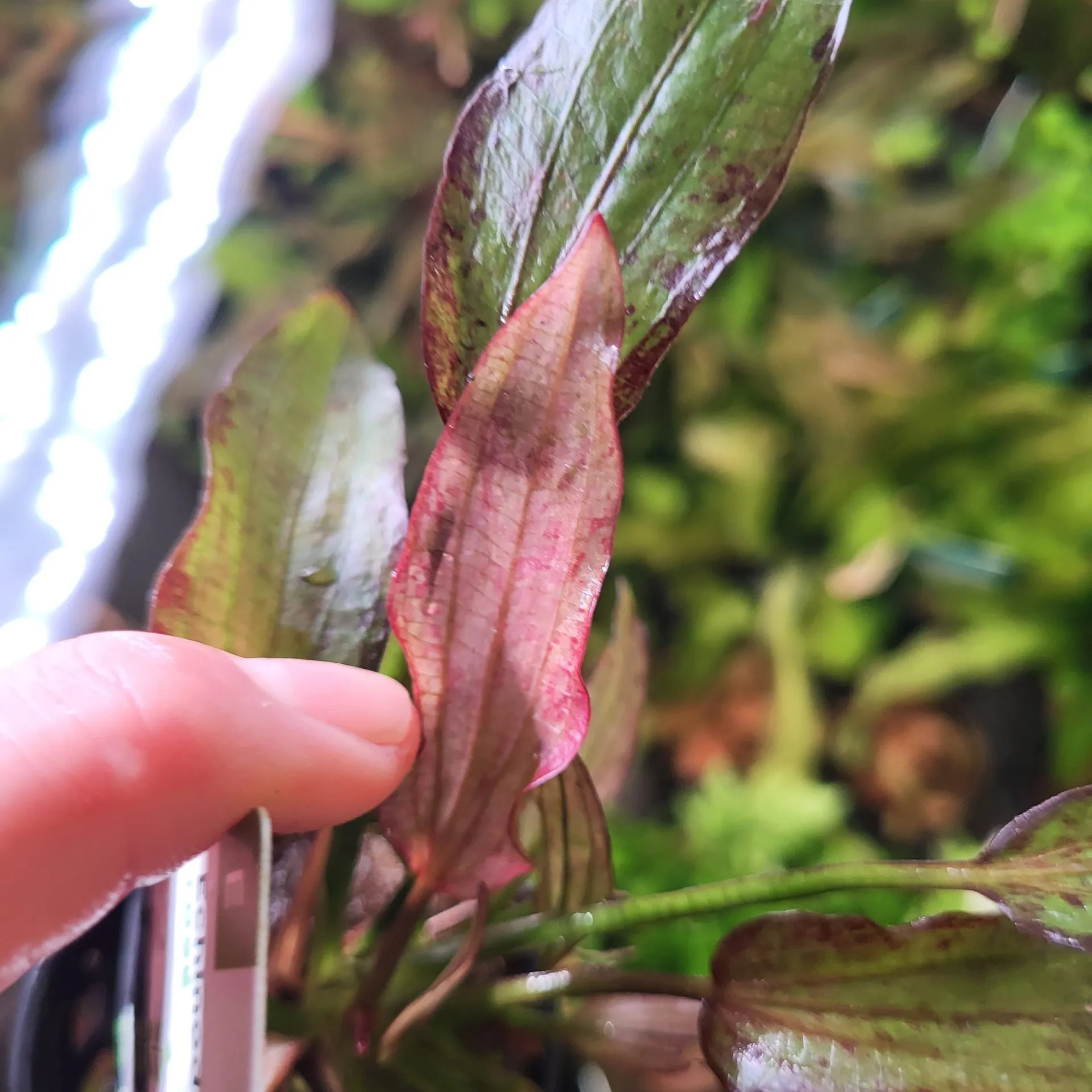 MRWP Echinodorus Rose Aquarium Live Plant - view 2