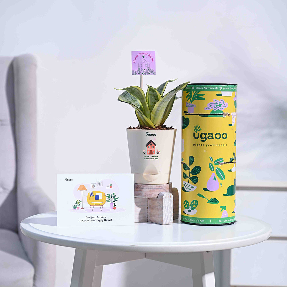 Ugaoo Snake Plant - Golden Housewarming Gift Hamper - view 2