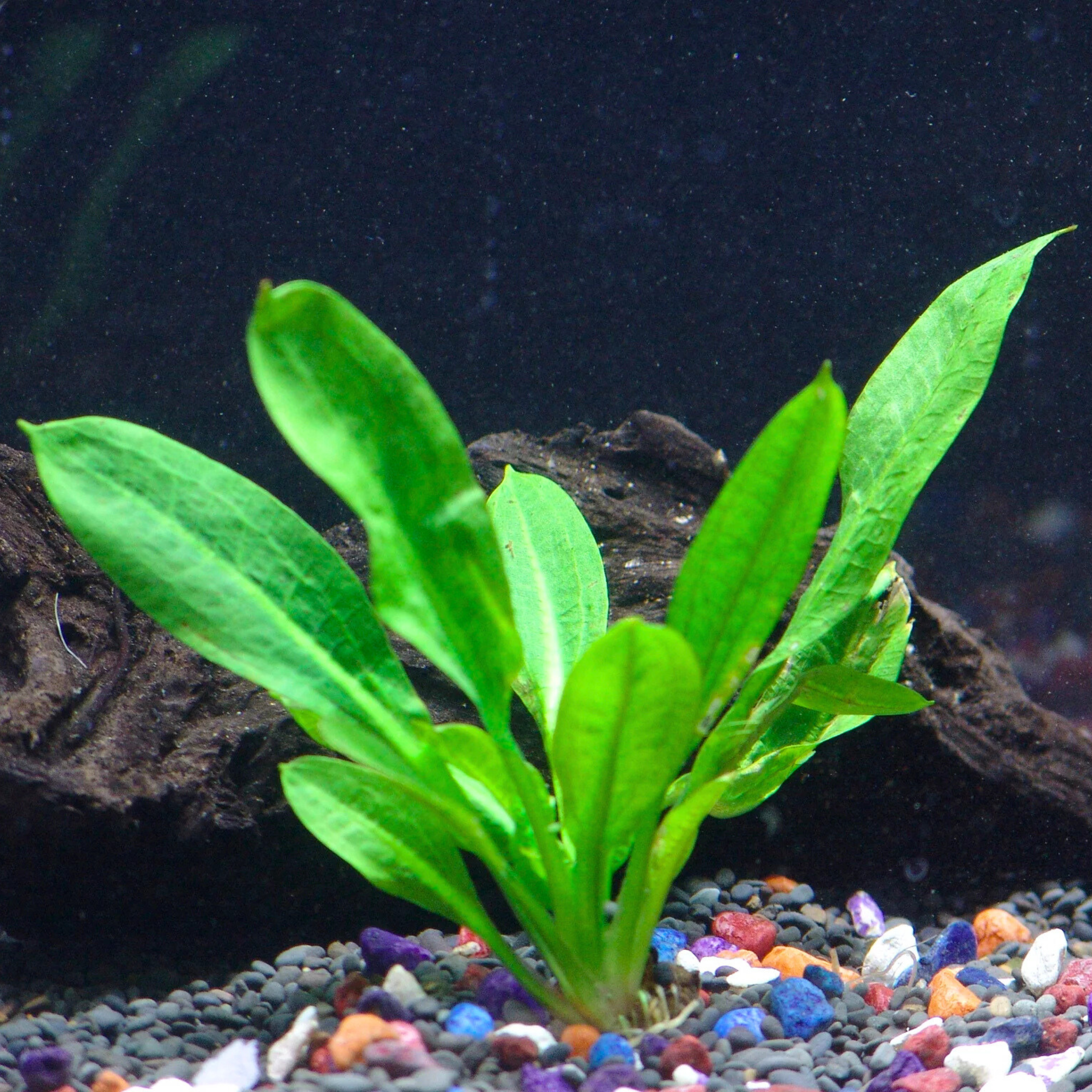 MRWP Echinodorus Wild Grass Aquarium Live Plant - view 4