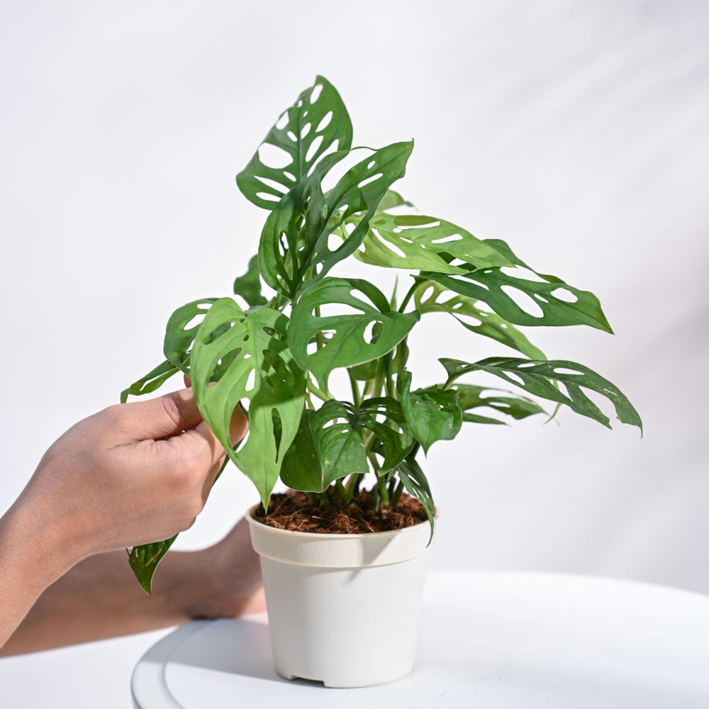 Ugaoo Broken Heart Plant - view 13