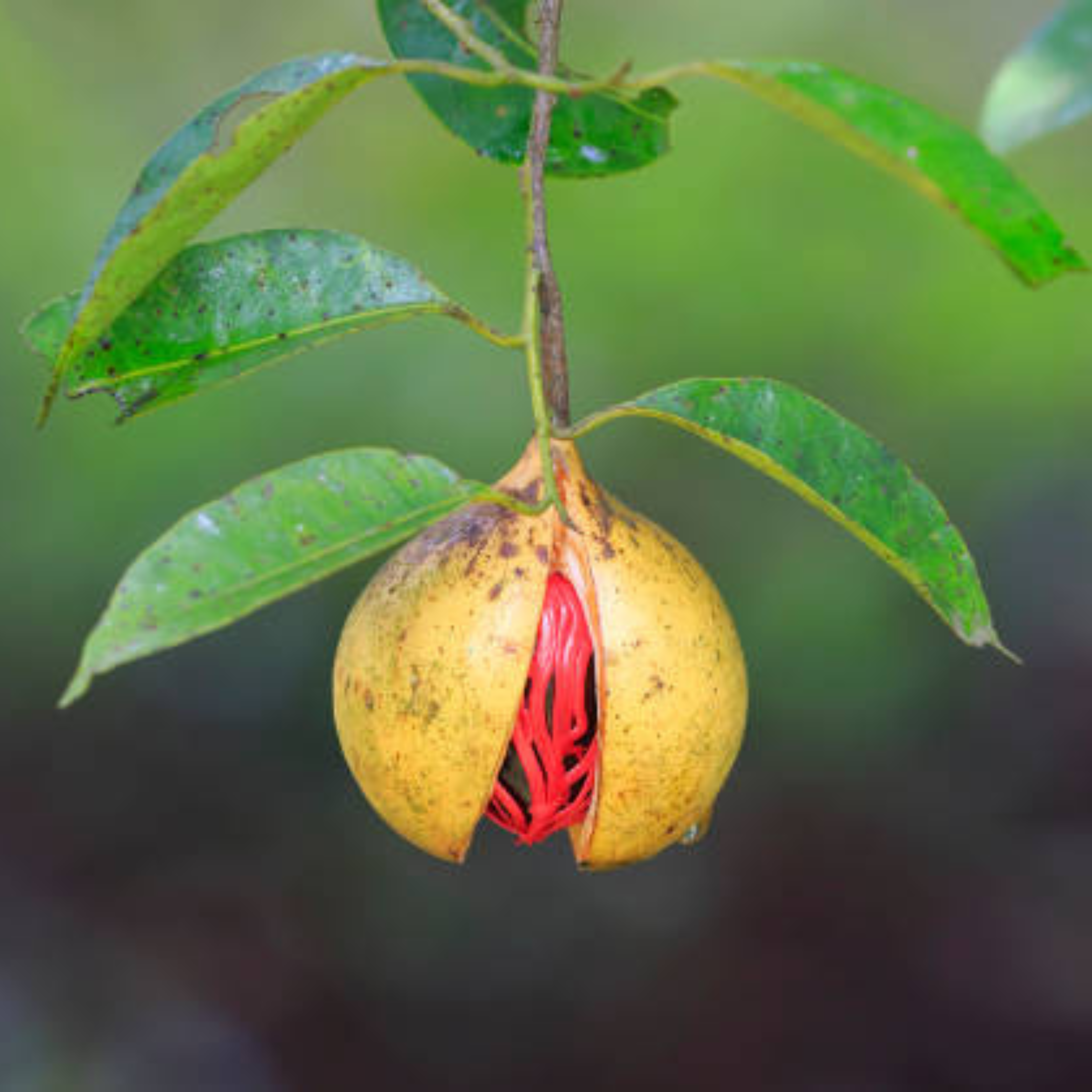 MR Nutmeg / Jaiphal (Myristica fragrans) Medicinal Fruit Live Plant - view 4
