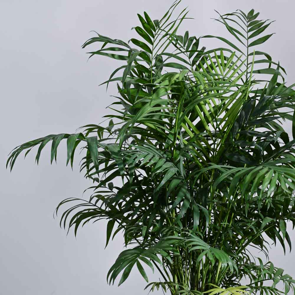 Ugaoo Bamboo Palm XL - view 2