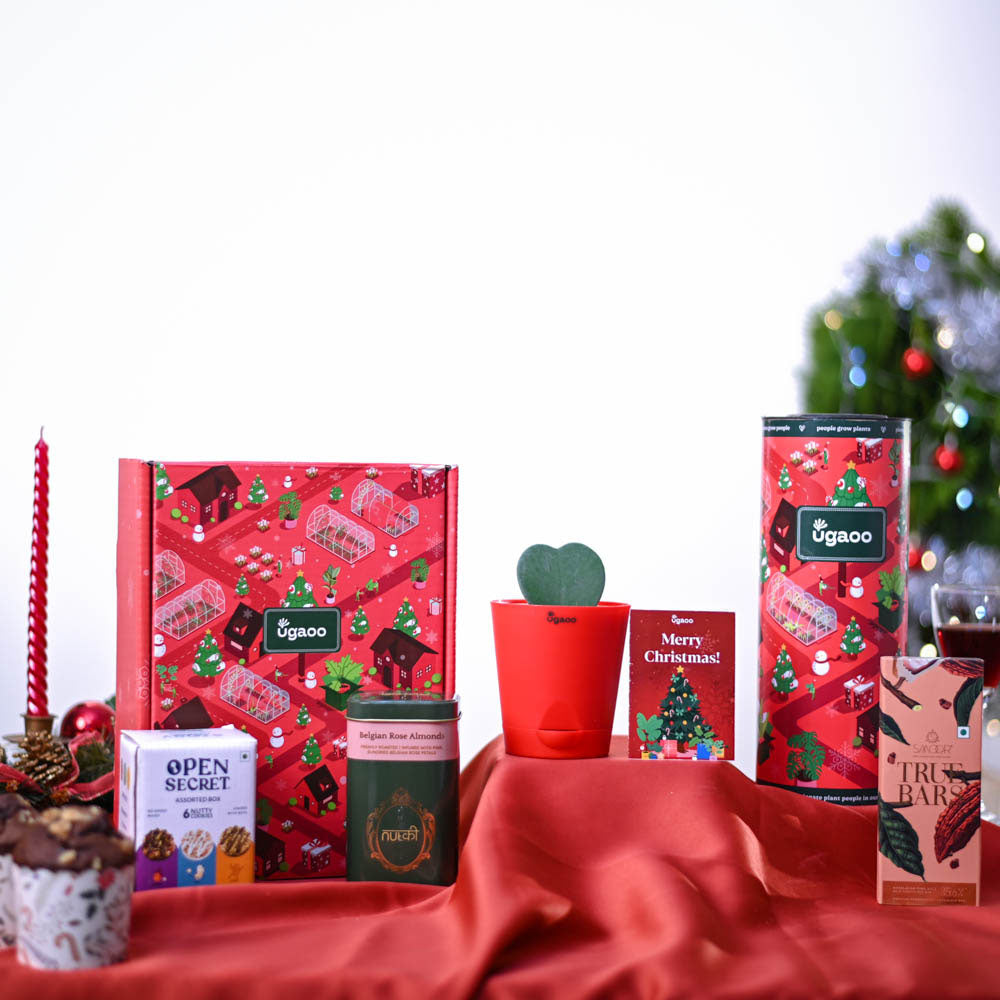Ugaoo Heart Hoya Plant Christmas Gift Hamper