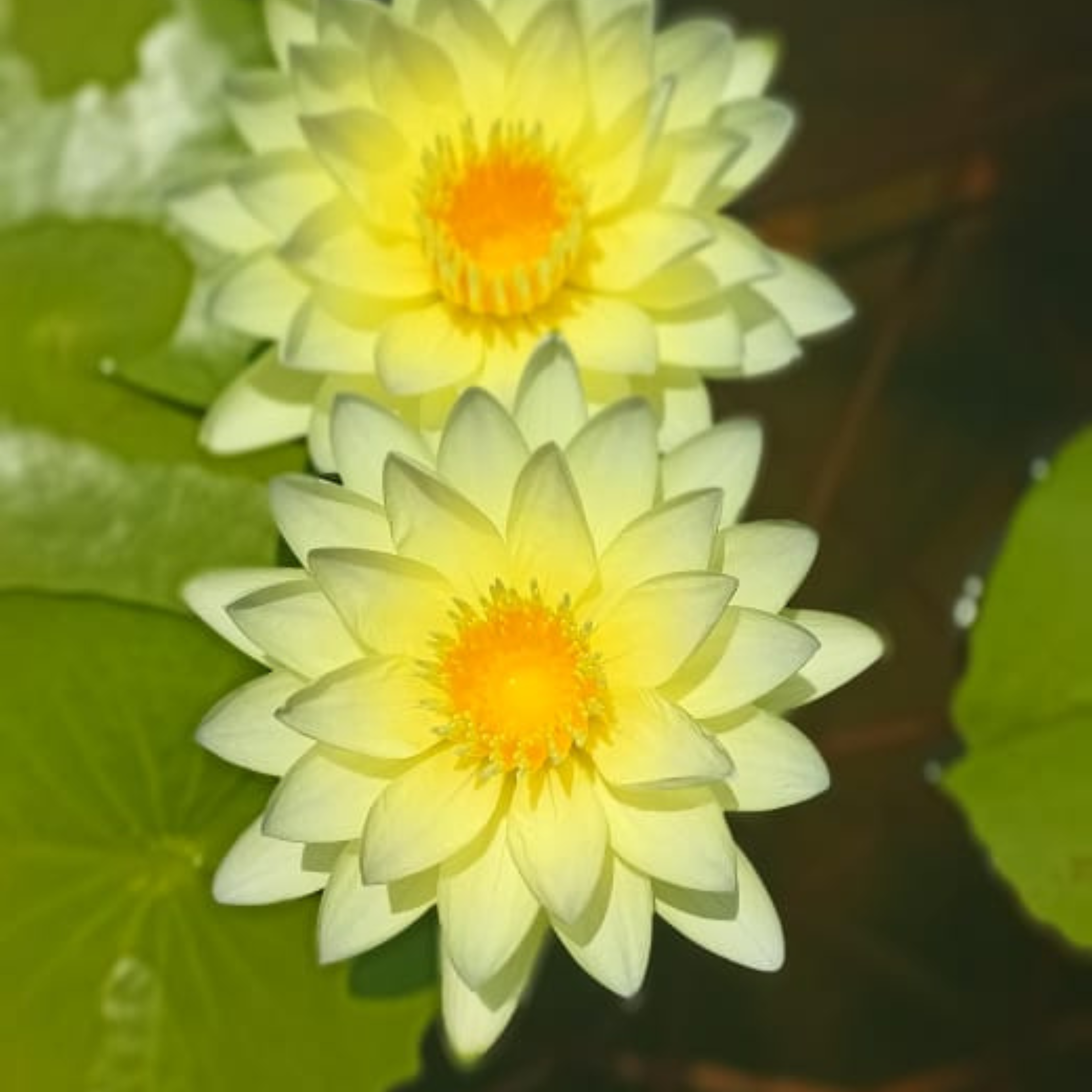 DZ Nymphaea Poonsub - view 3