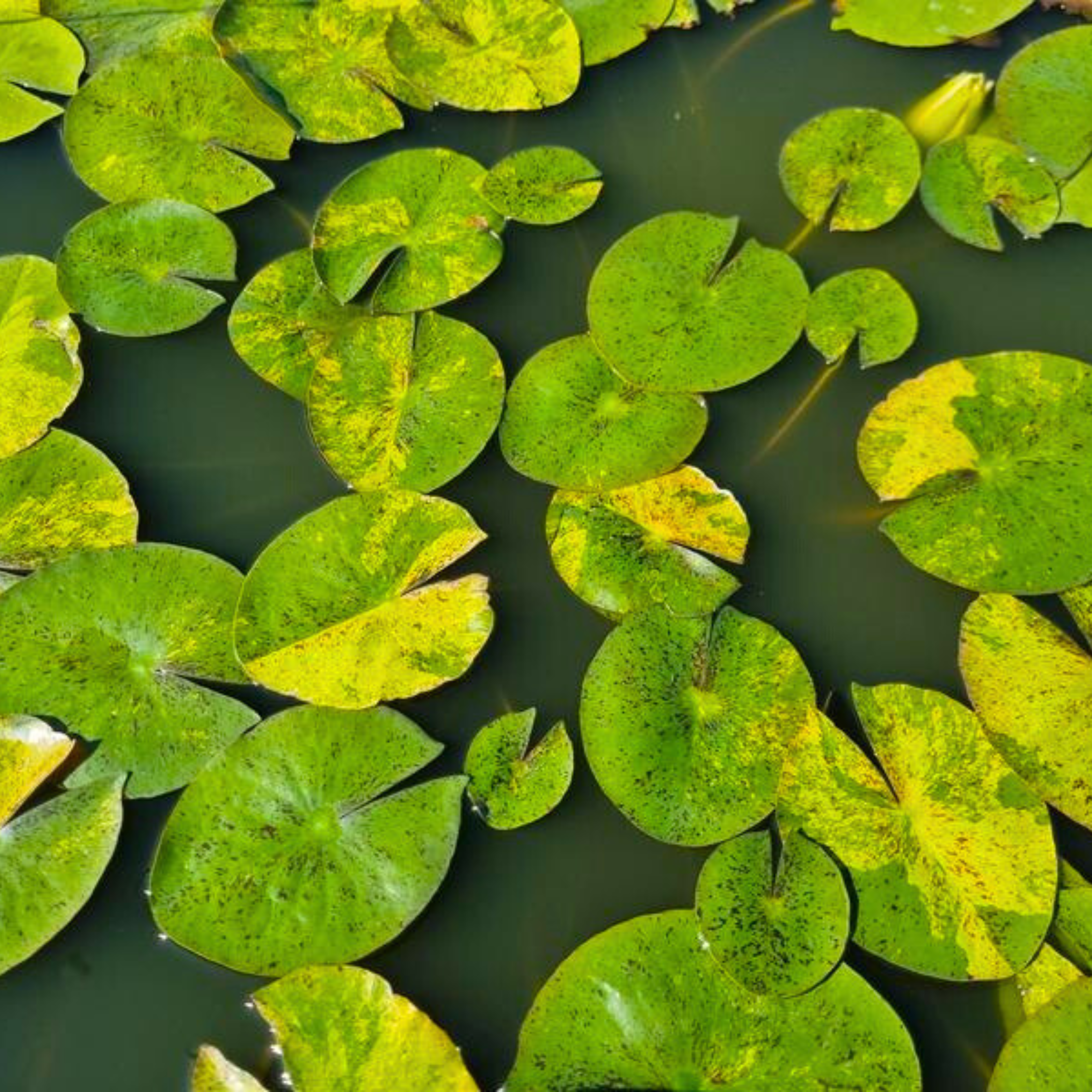 DZ 'Tong Longya' Water Lily (Variegated Leaf) - view 2
