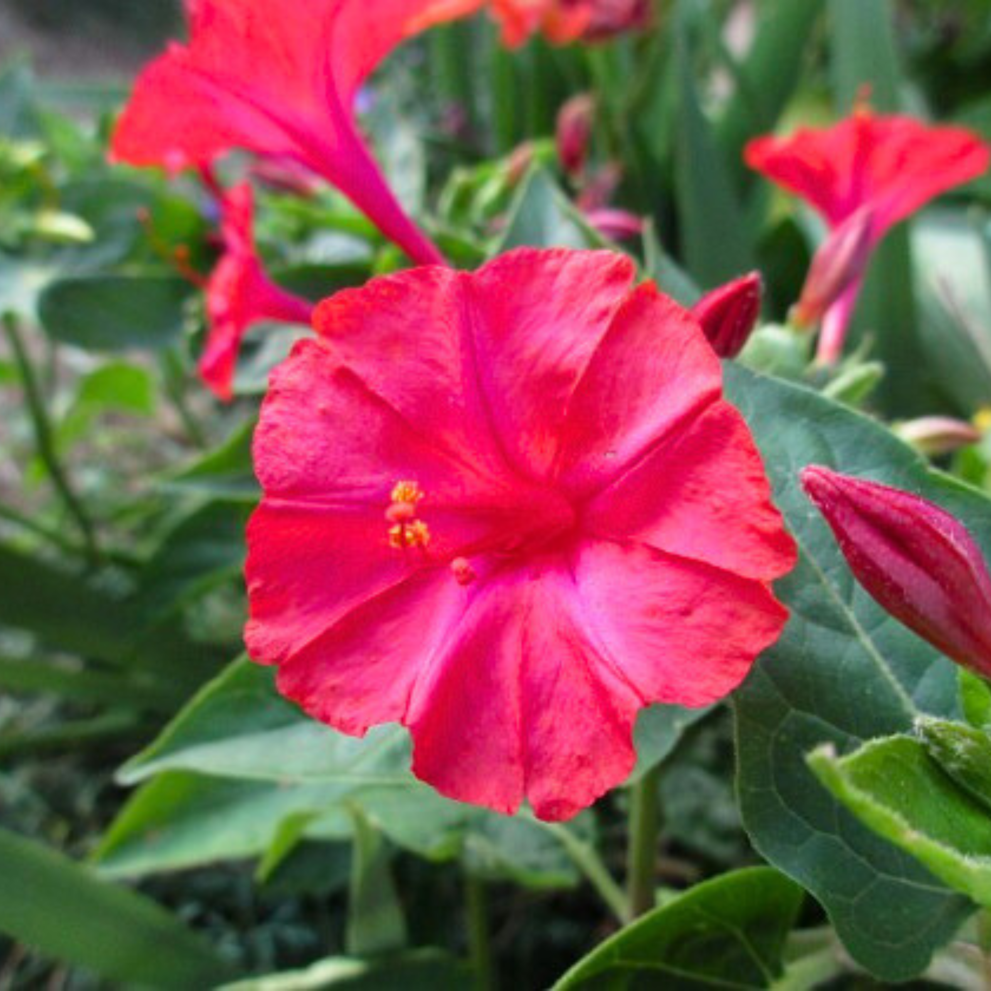 MR 4 o Clock Orange Hybrid All Time Flowering Live Plant - view 2