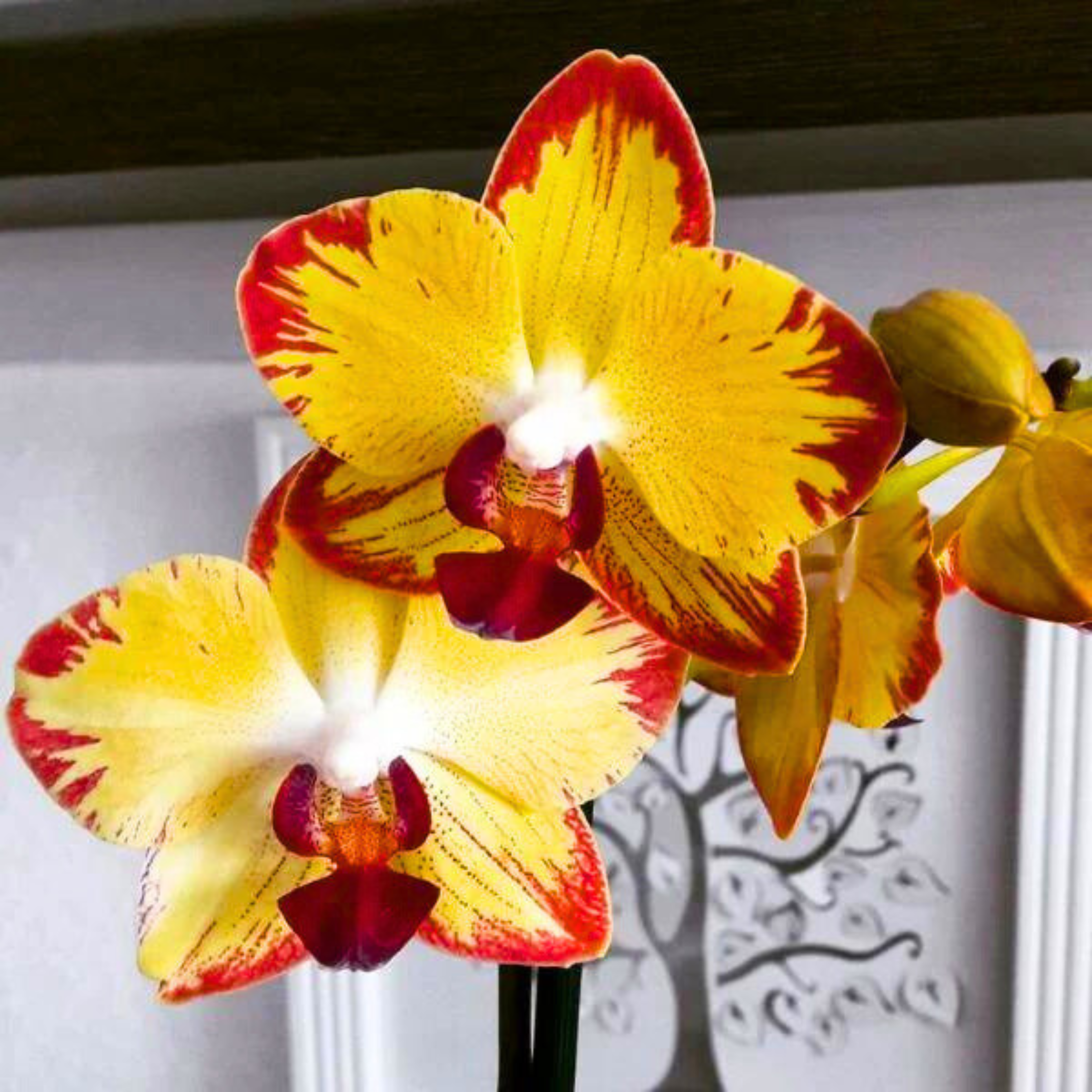 DZ Phalaenopsis Papagayo - Blooming Size - view 6