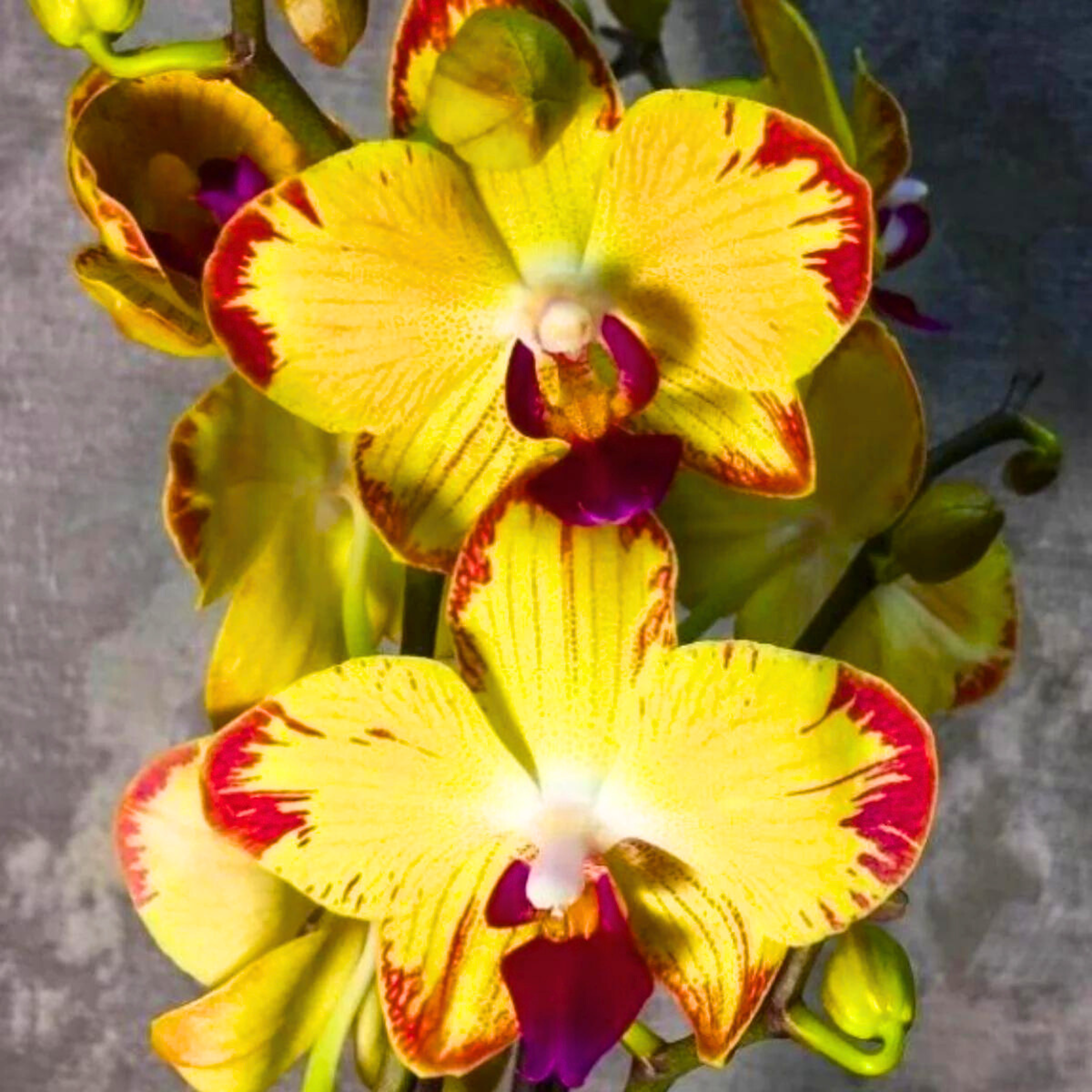 DZ Phalaenopsis Papagayo - Blooming Size - view 4