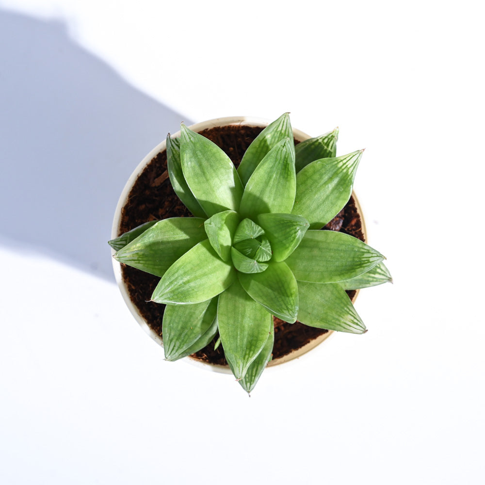 Ugaoo Haworthia Cooperi Fleshy For Environment Day Gifting - view 43