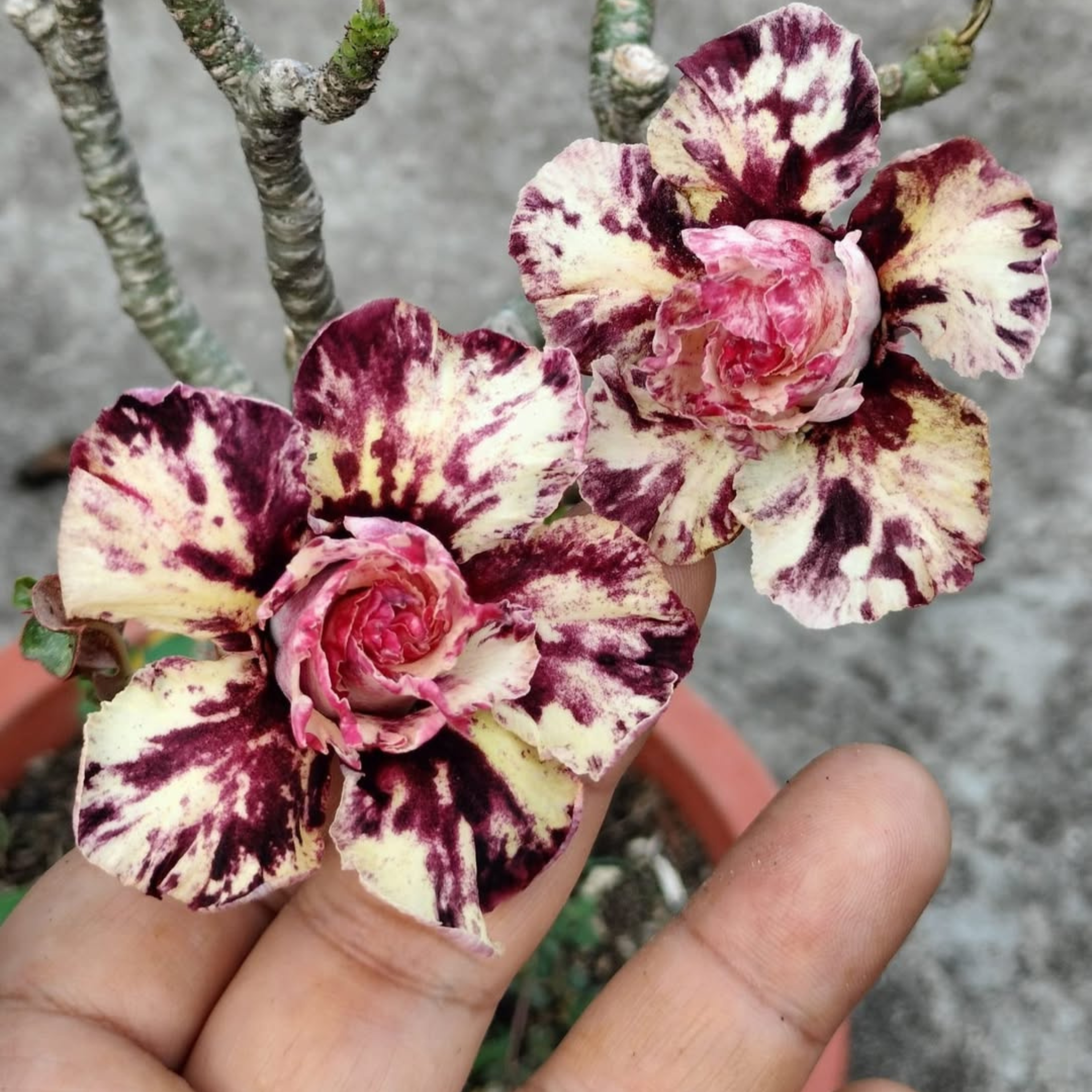 DZ Adenium Rosy Mong Cam Flowering Live Plant - view 2