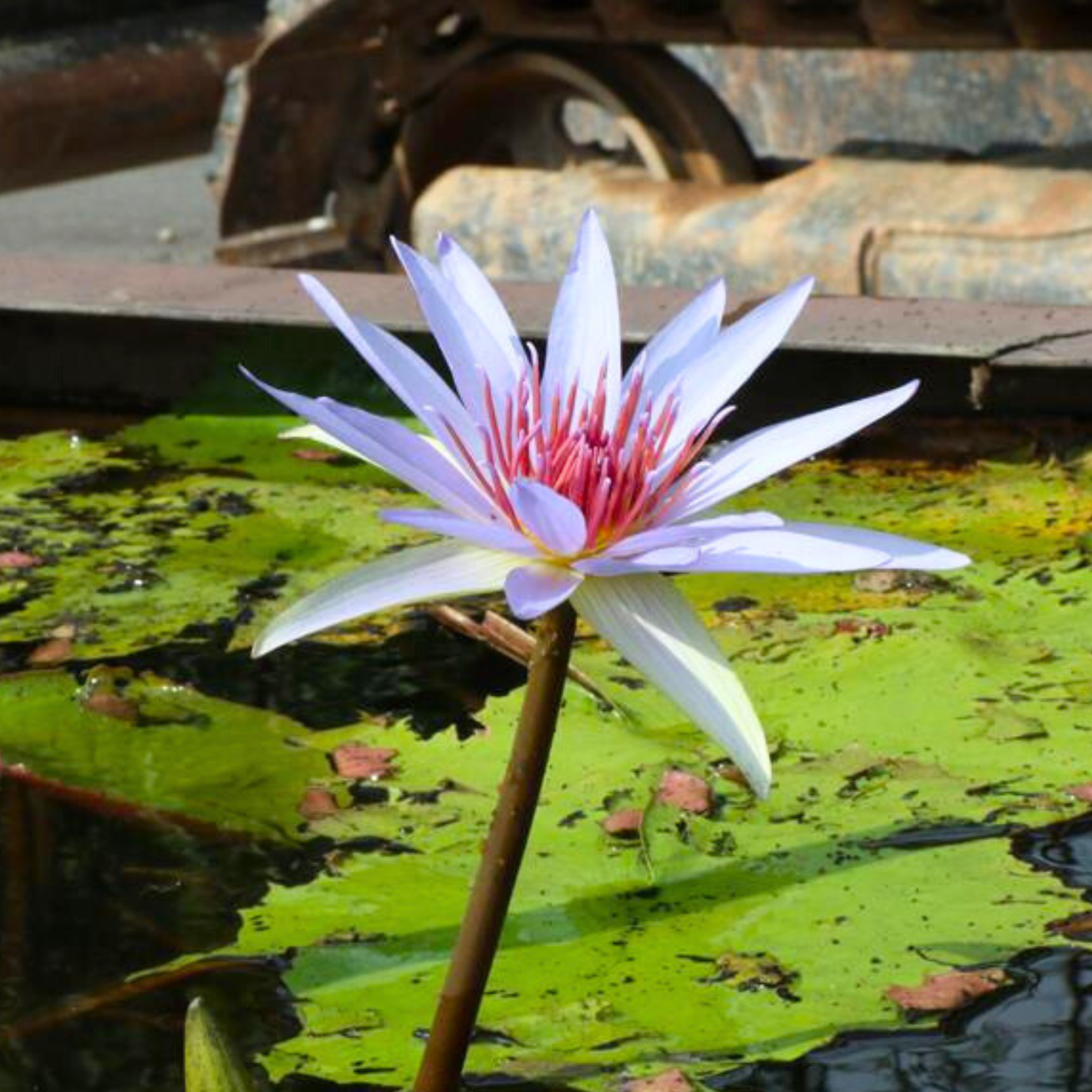 Nymphaea wood s – DZ Nymphaea Wood’s Blue Goddess