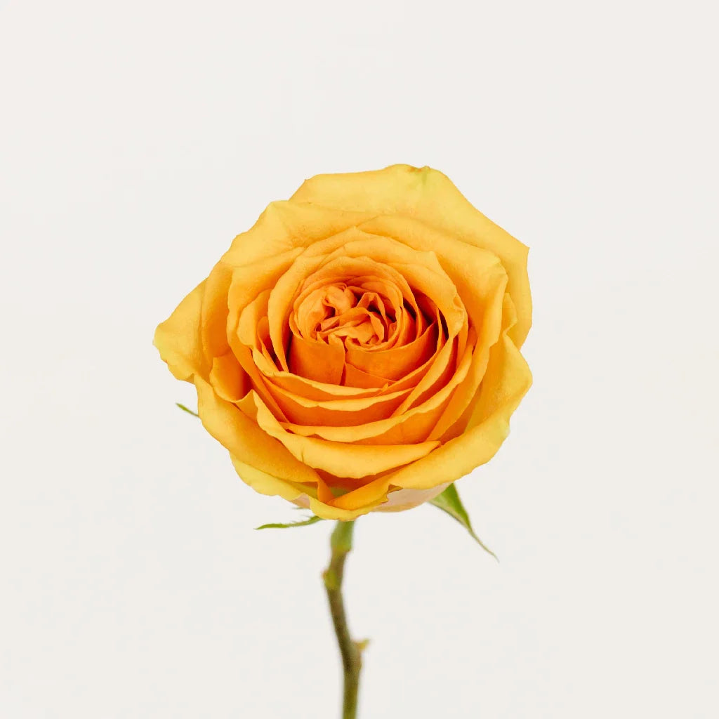 FiftyFlowers Light Golden Orange Roses - view 3