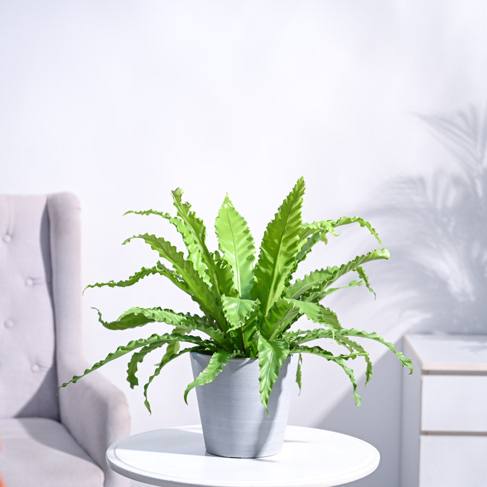 Ugaoo Osaka Bird Nest Fern - view 55