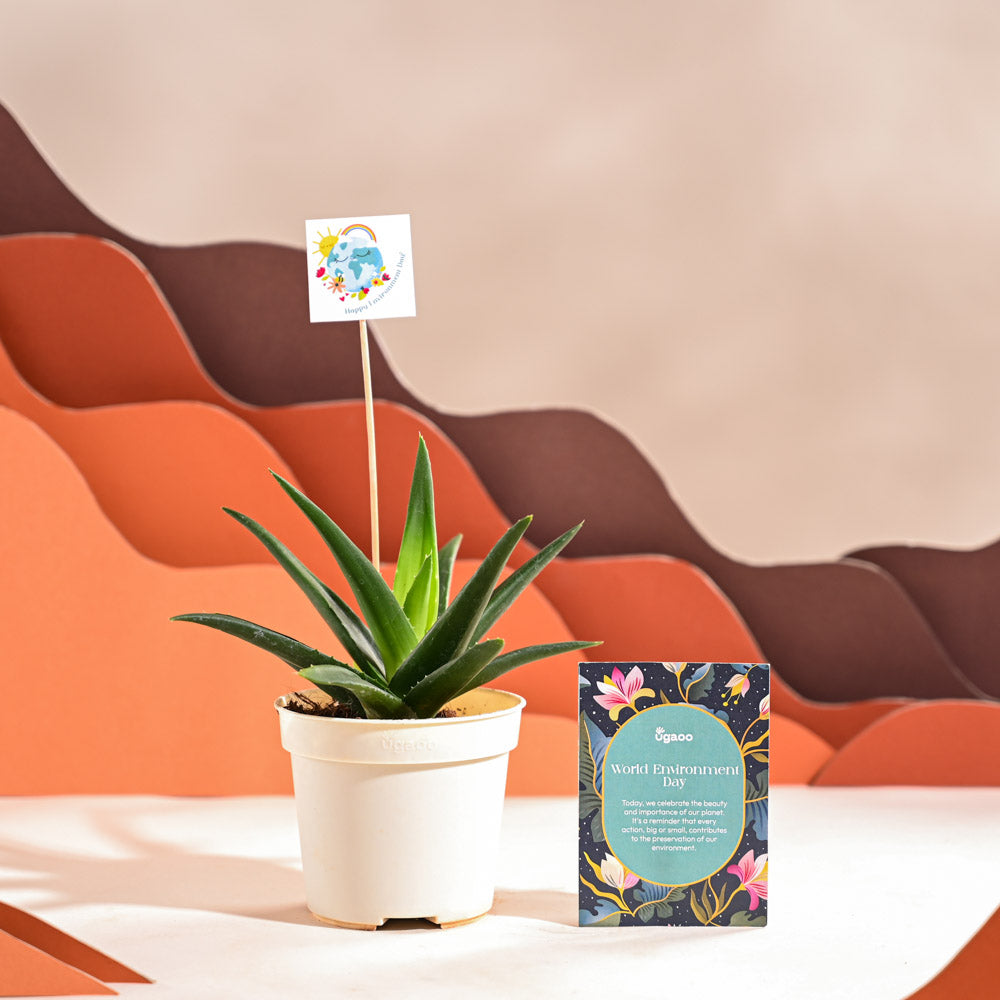 Ugaoo Aloe Vera Green Mini Plant For Environment Day Gifting - view 2