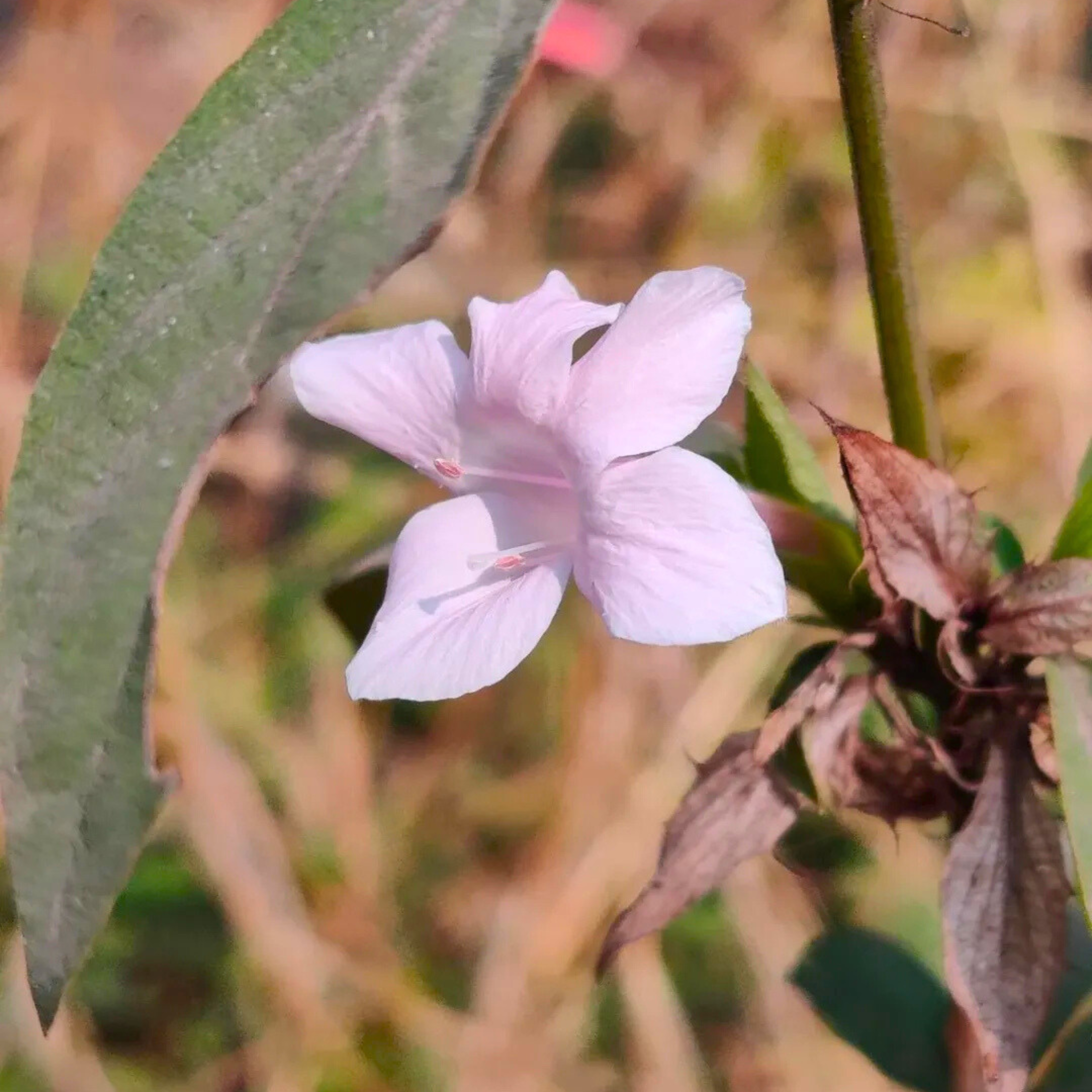 MR December Flower Baby Pink (Barleria cristata) All Time Flowering Live Plant - view 5