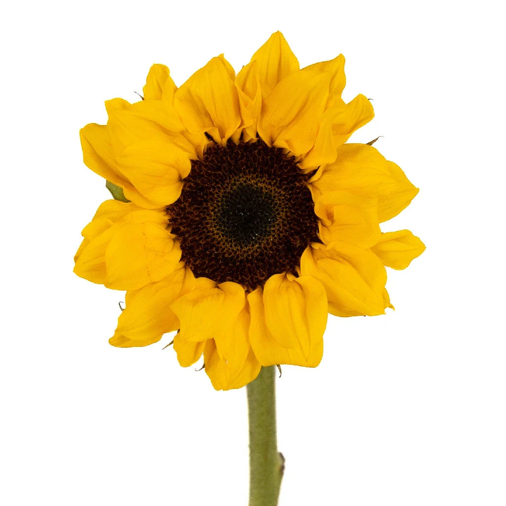 FiftyFlowers Vincent Choice Sunflowers - view 2