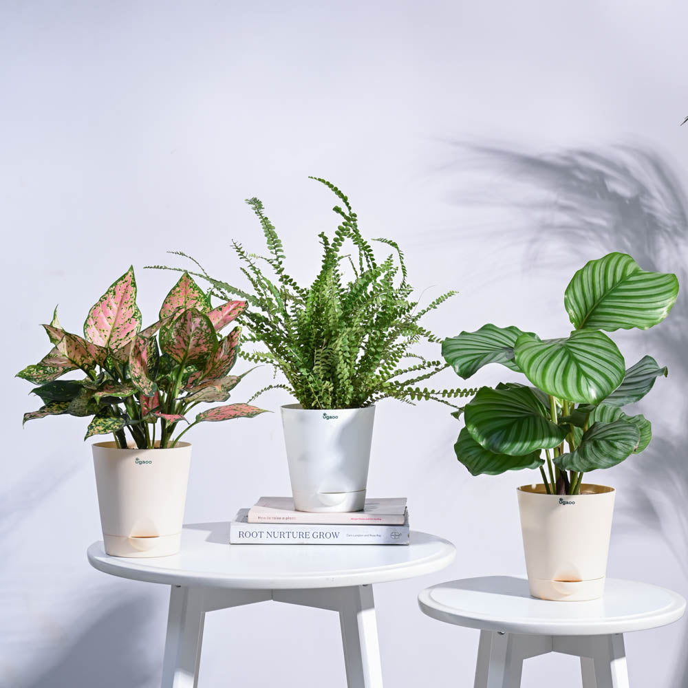 Ugaoo Indoor Jungle Indoor Plant Bundle