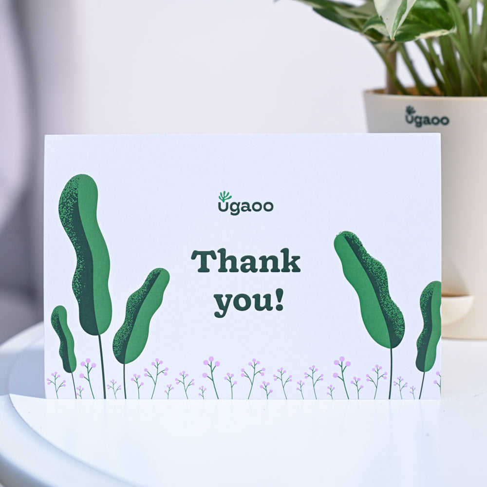 Ugaoo Money Plant N Joy Thank you Gift Hamper - view 6