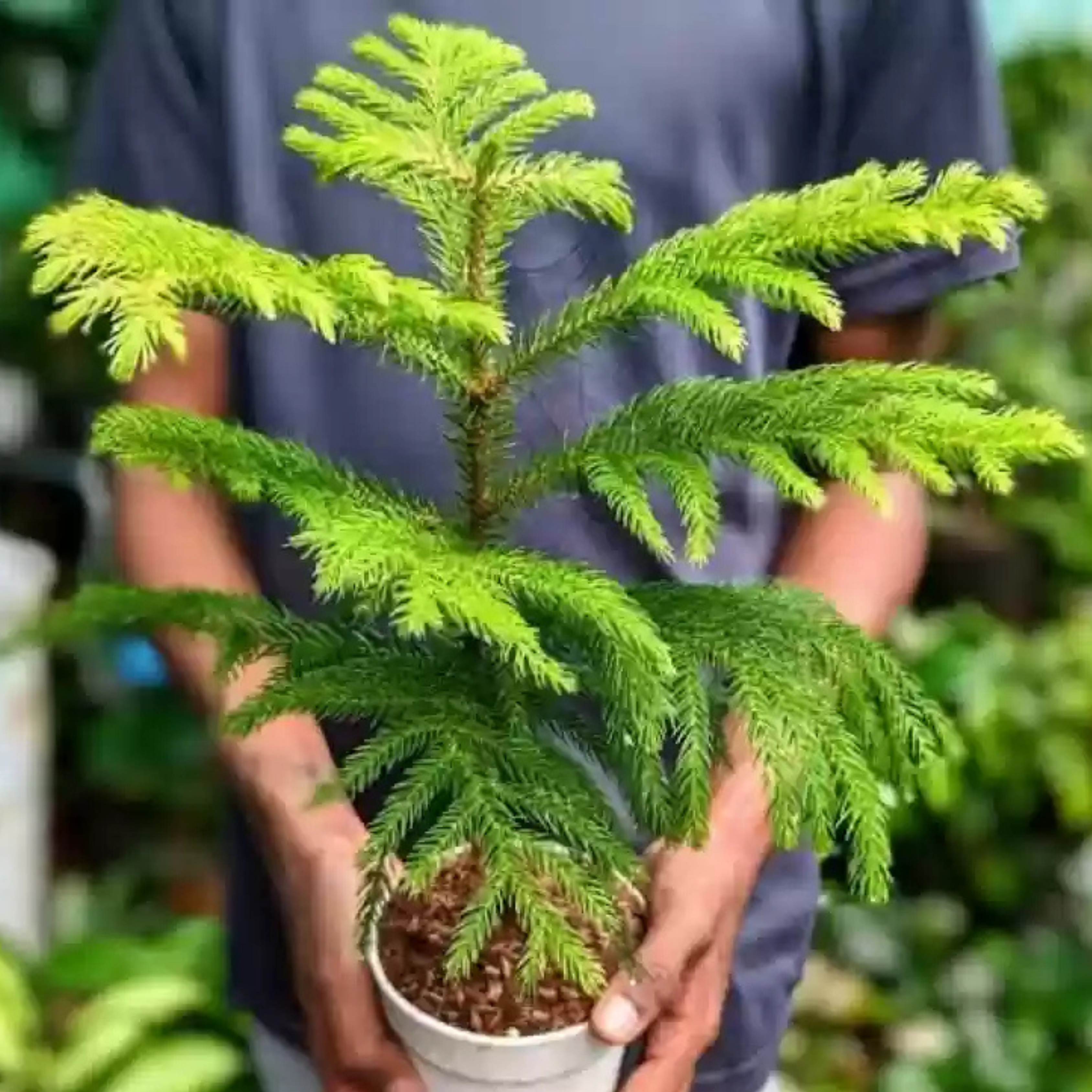 MR Christmas Tree (Araucaria columnaris) Ornamental Live Plant - view 3