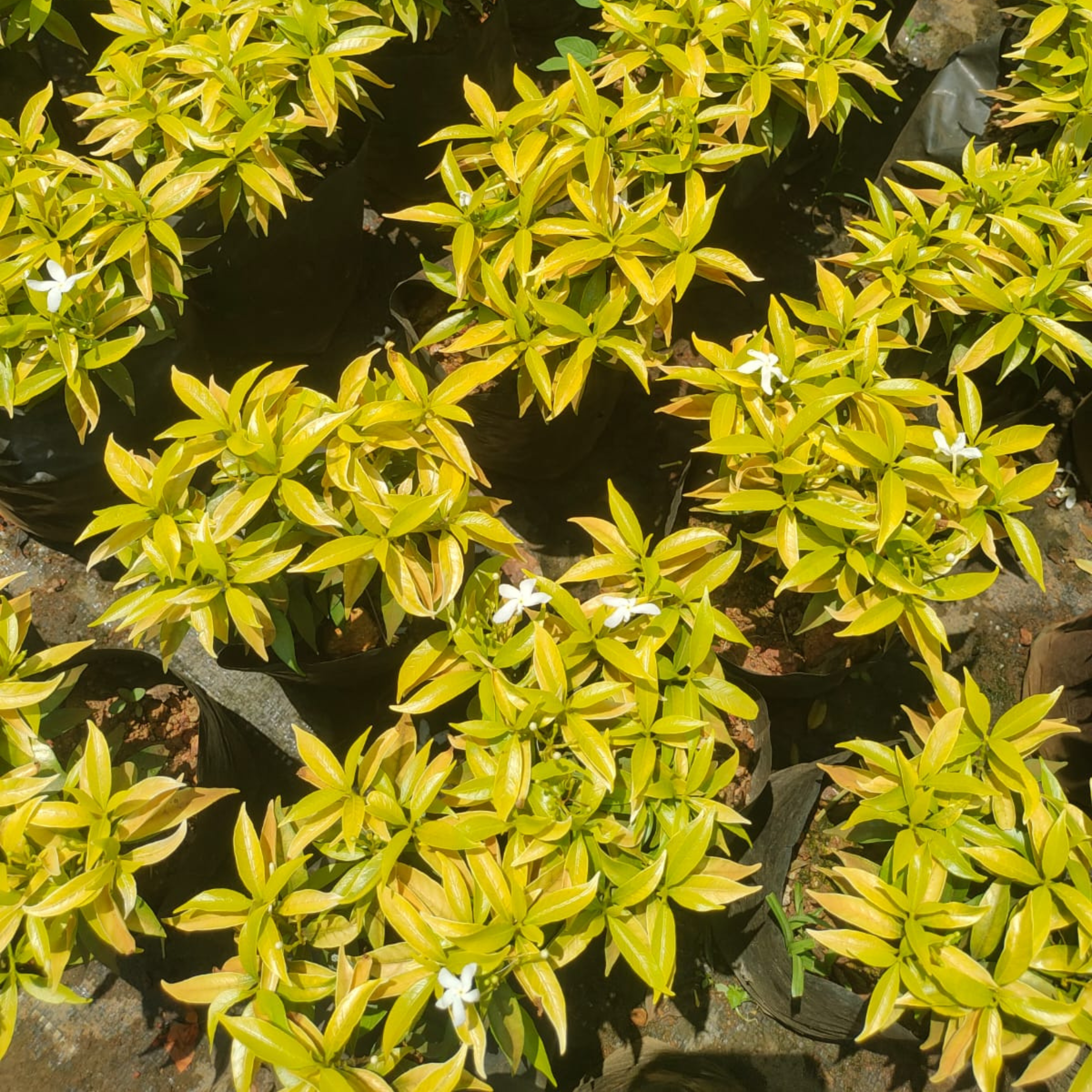 DZ Chinese Tiger Yellow (Golden Mini Nandyarvattam) Flowering Live Plant