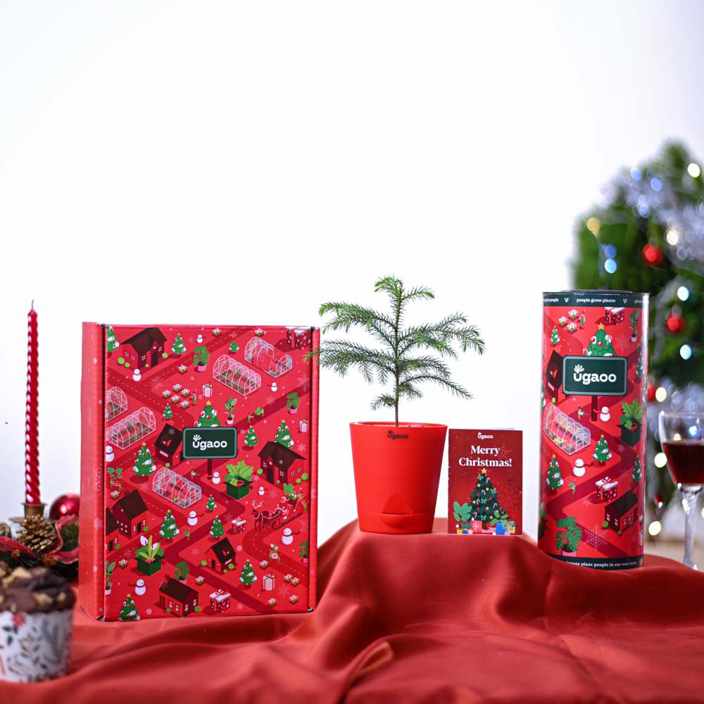 Ugaoo Christmas tree Gift Hamper - view 2
