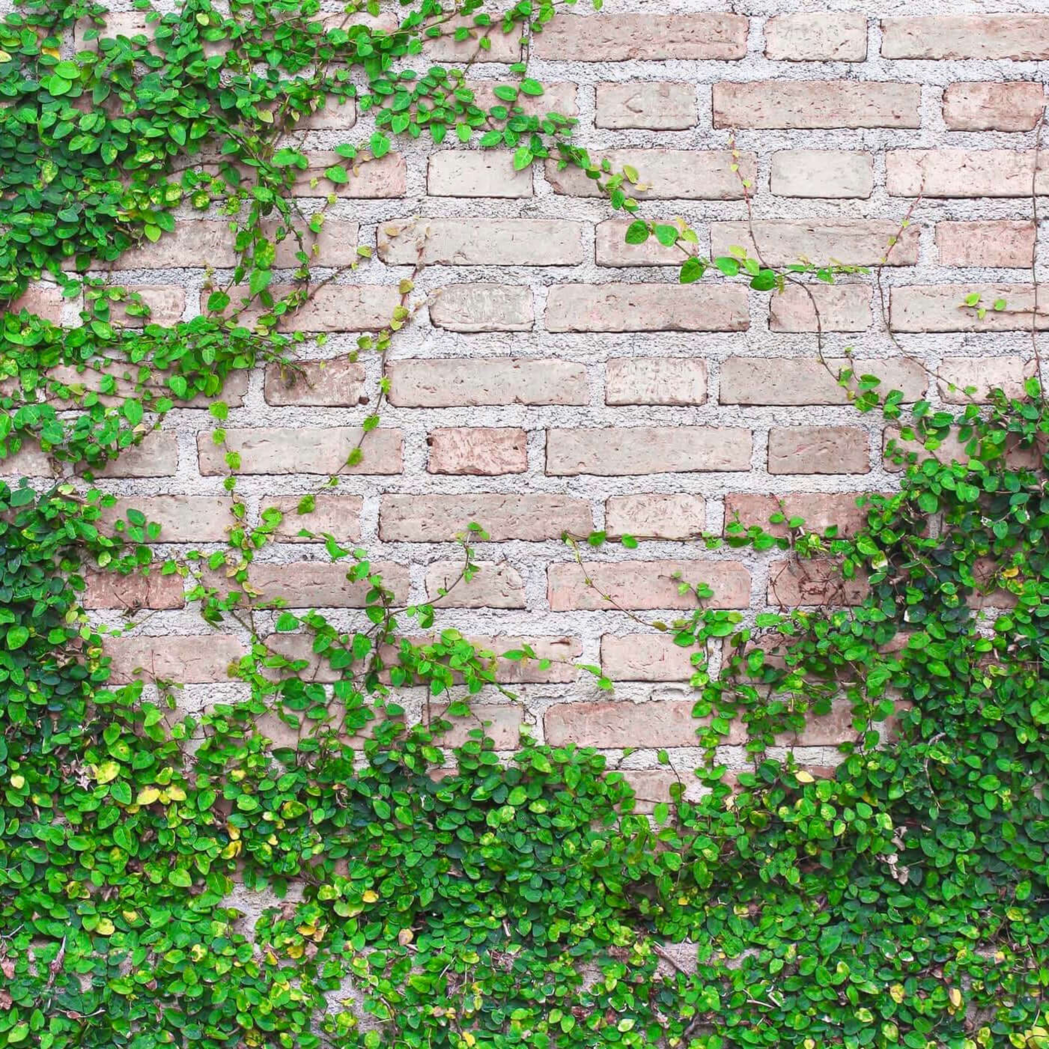 MR Creeping Fig (Ficus Pumila) Ornamental Live Plant