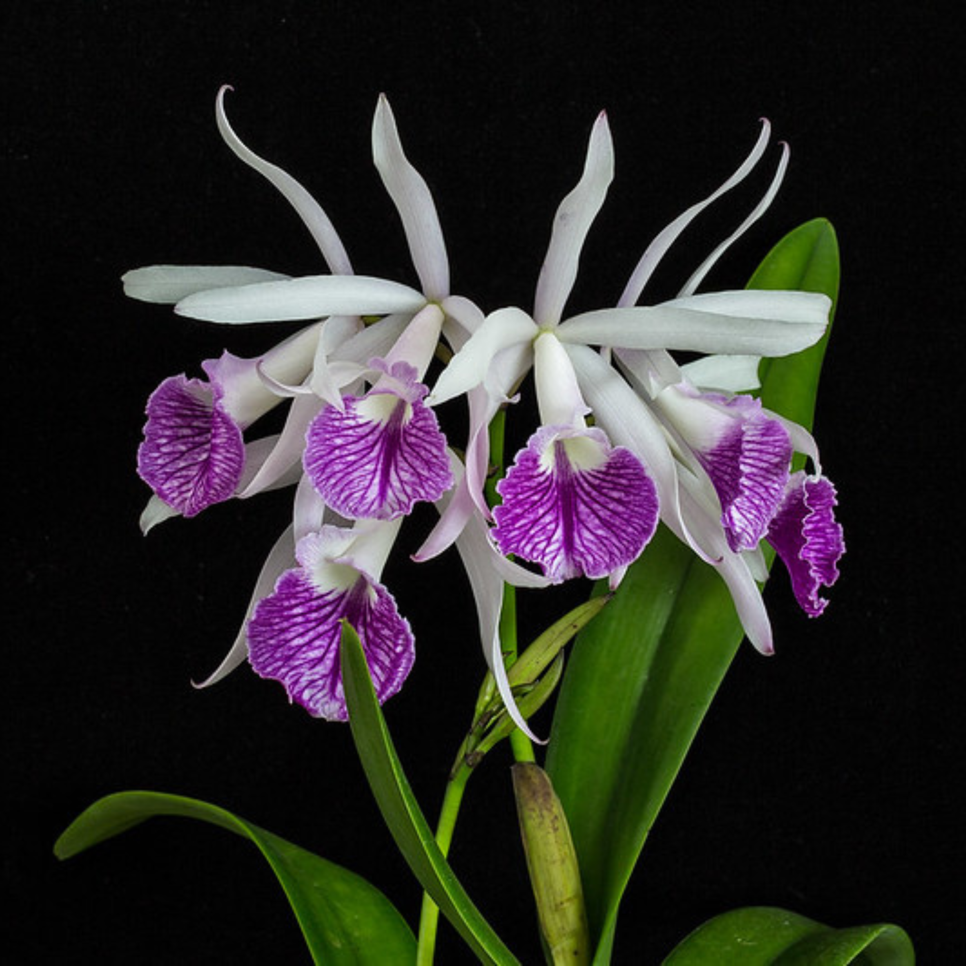 DZ Cattleya Intermedia x Morning Glory - view 3