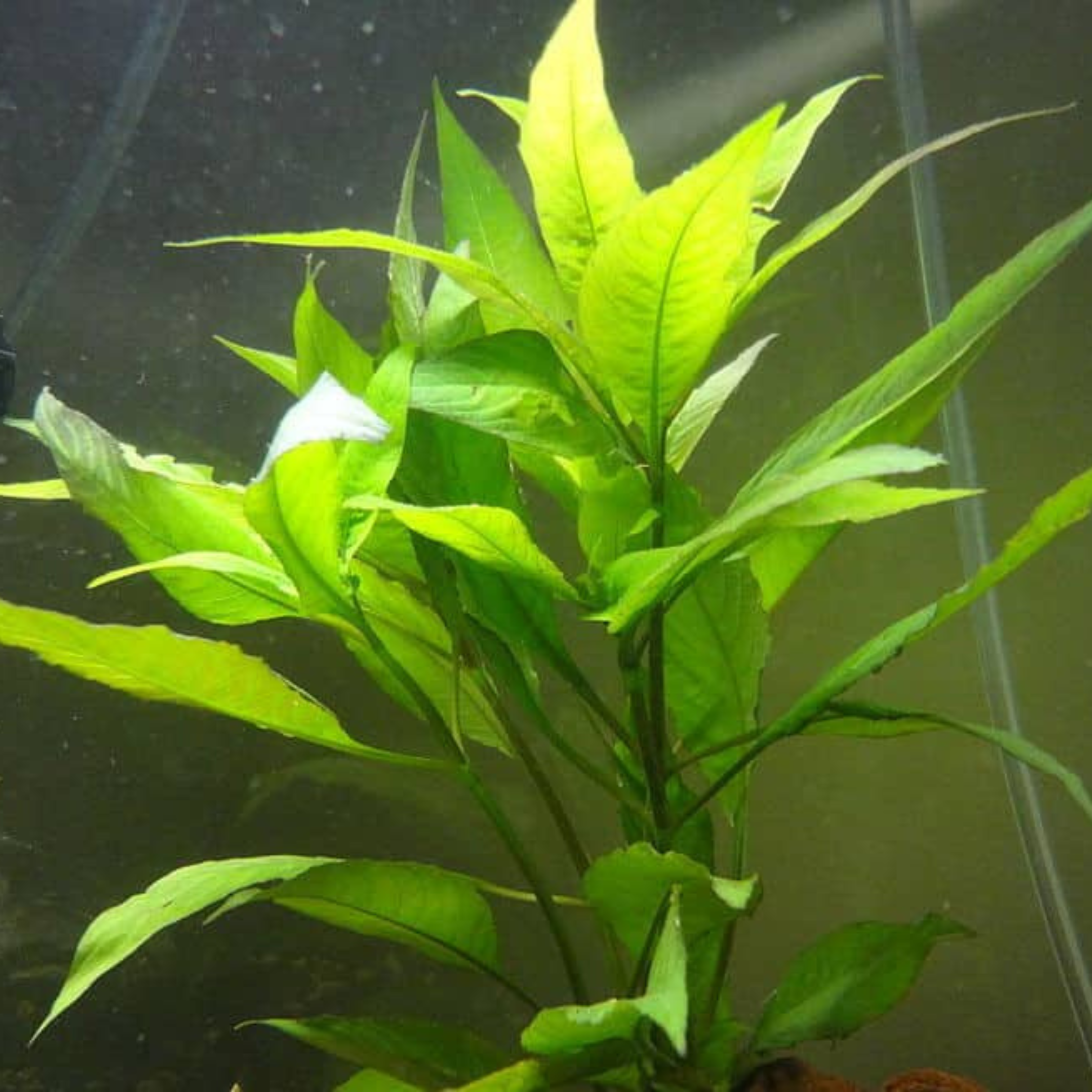 MRWP Hygrophila Corymbosa Compacta Aquarium Live Plant - view 3