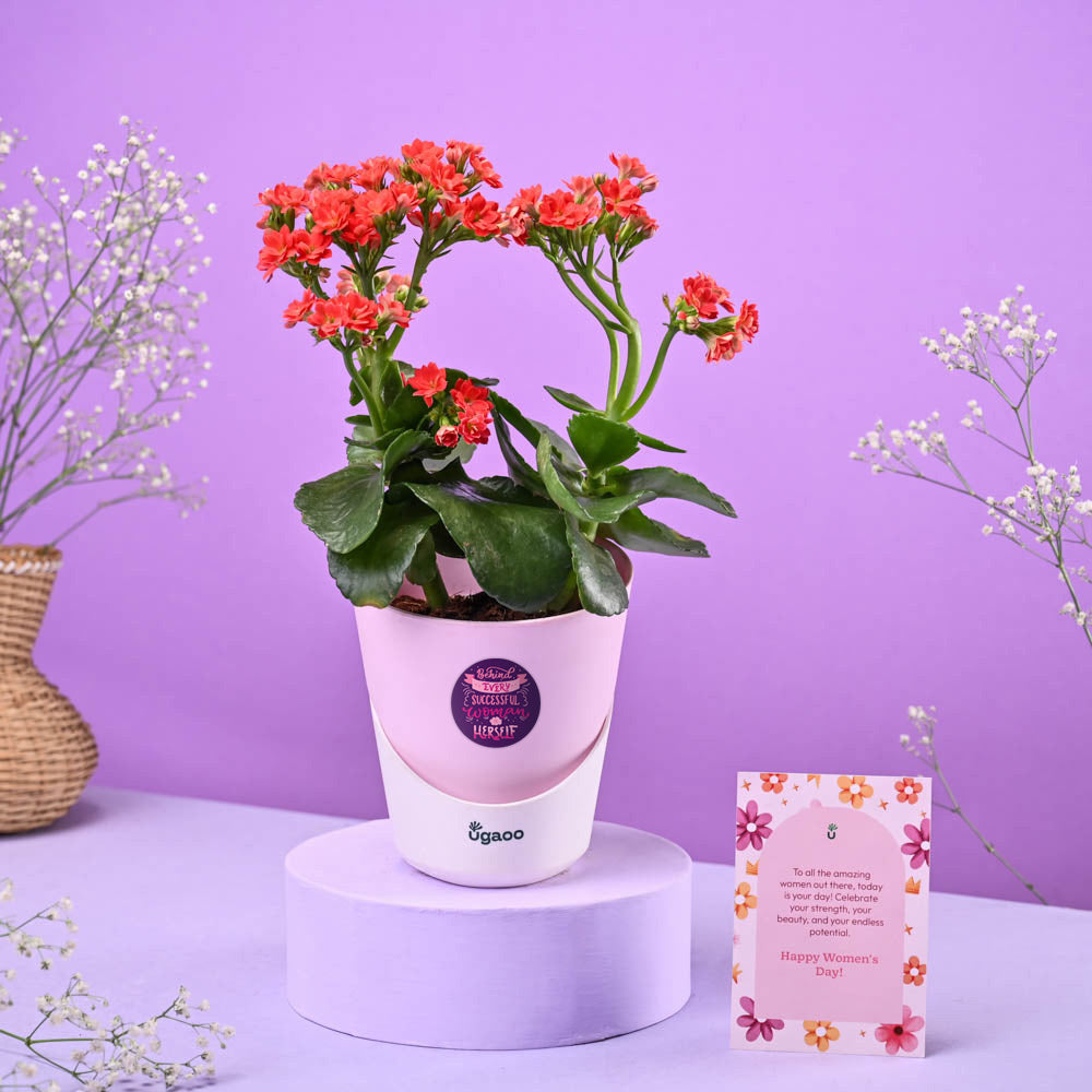 Ugaoo Kalanchoe Red Women's Day Gift
